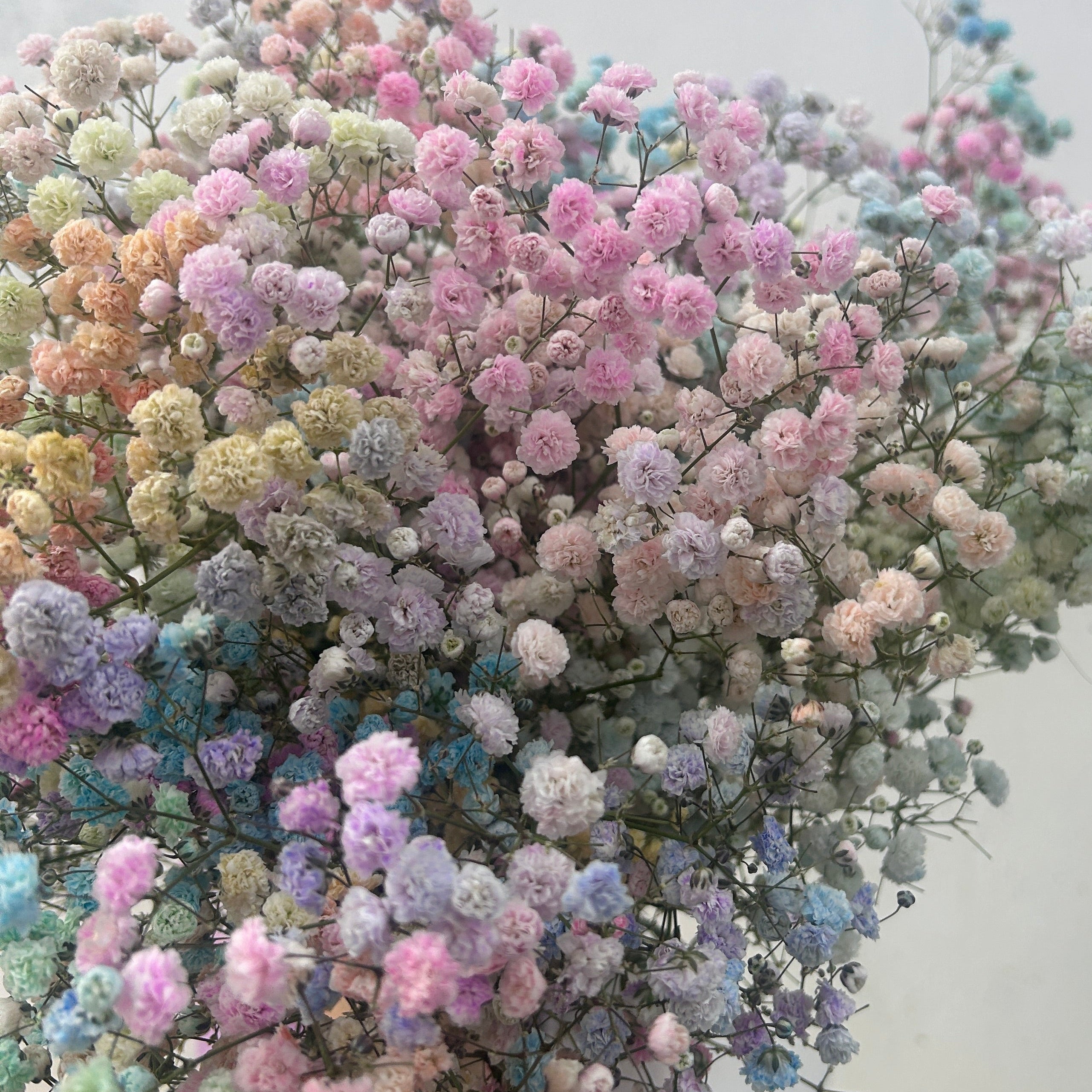 Bouquet of gypsophila pastel-colored flowers on a light background