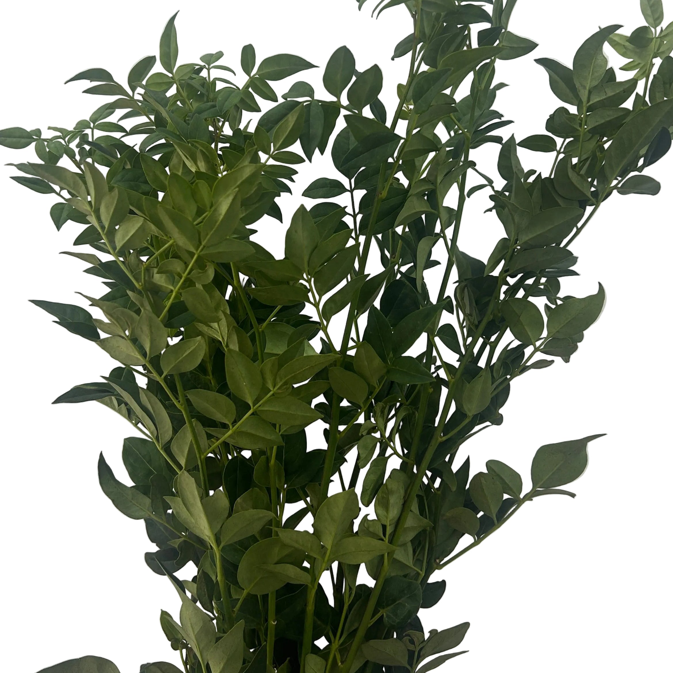 Green leafy plant on a light gray background