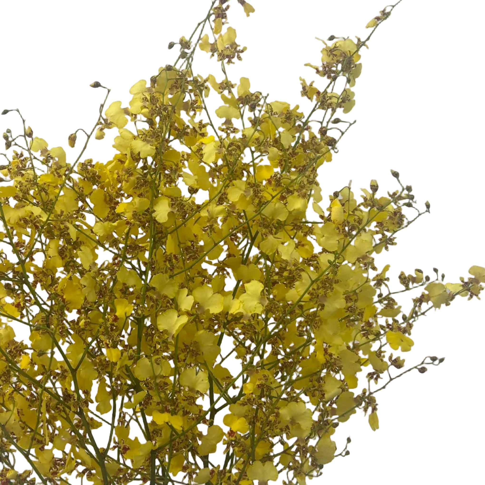 Bouquet of yellow oncidium against a light gray background