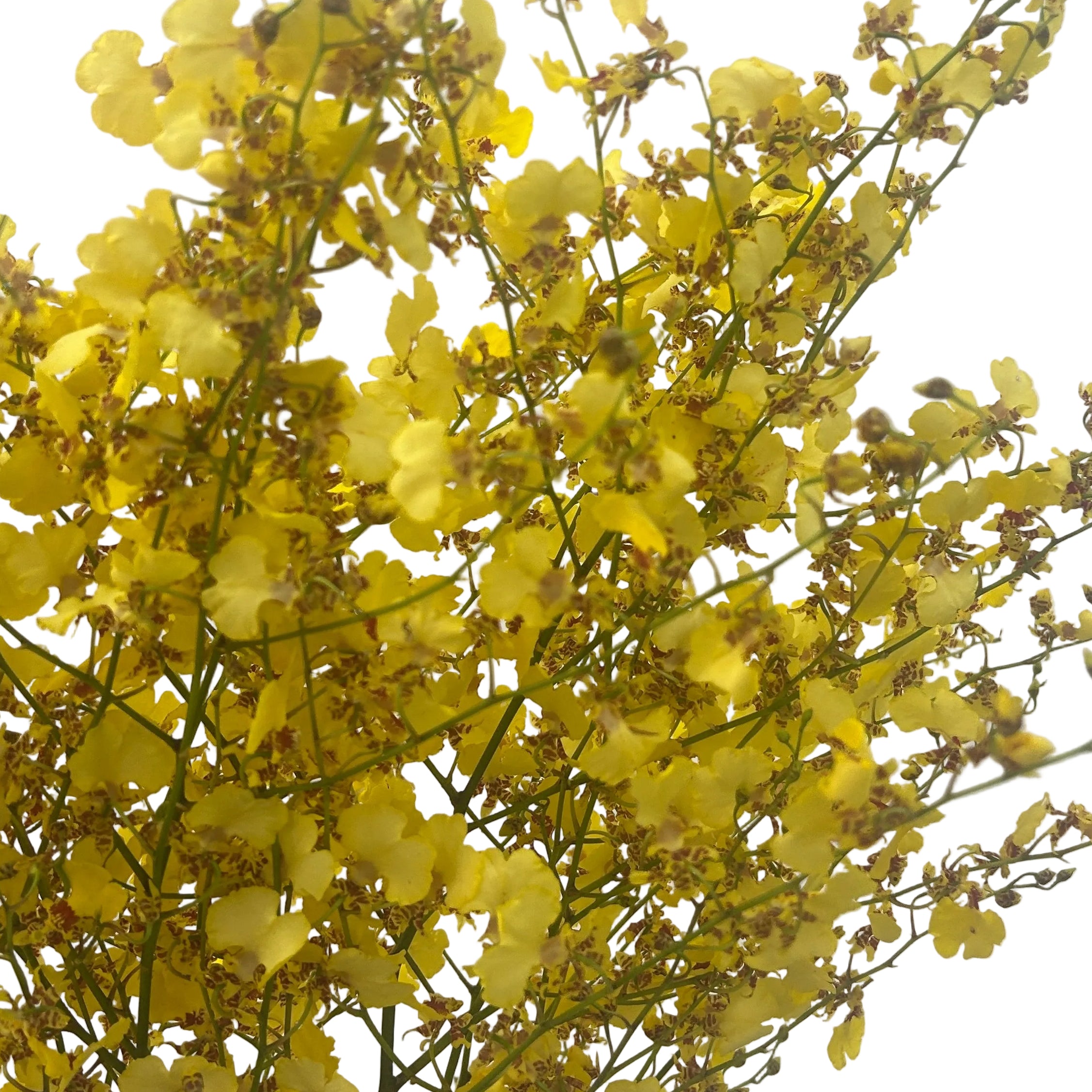 Branch of oncidium against a light gray background