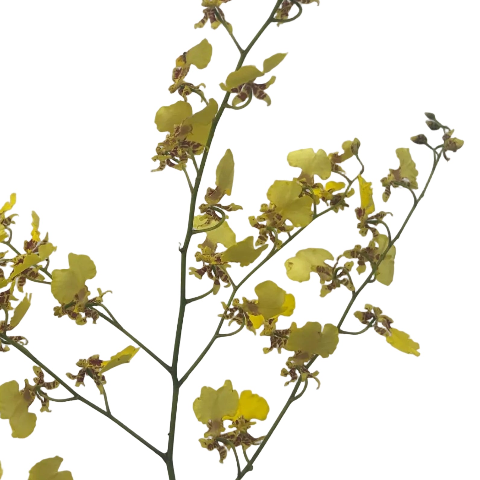 Yellow flowers on a thin branch against a light gray background
