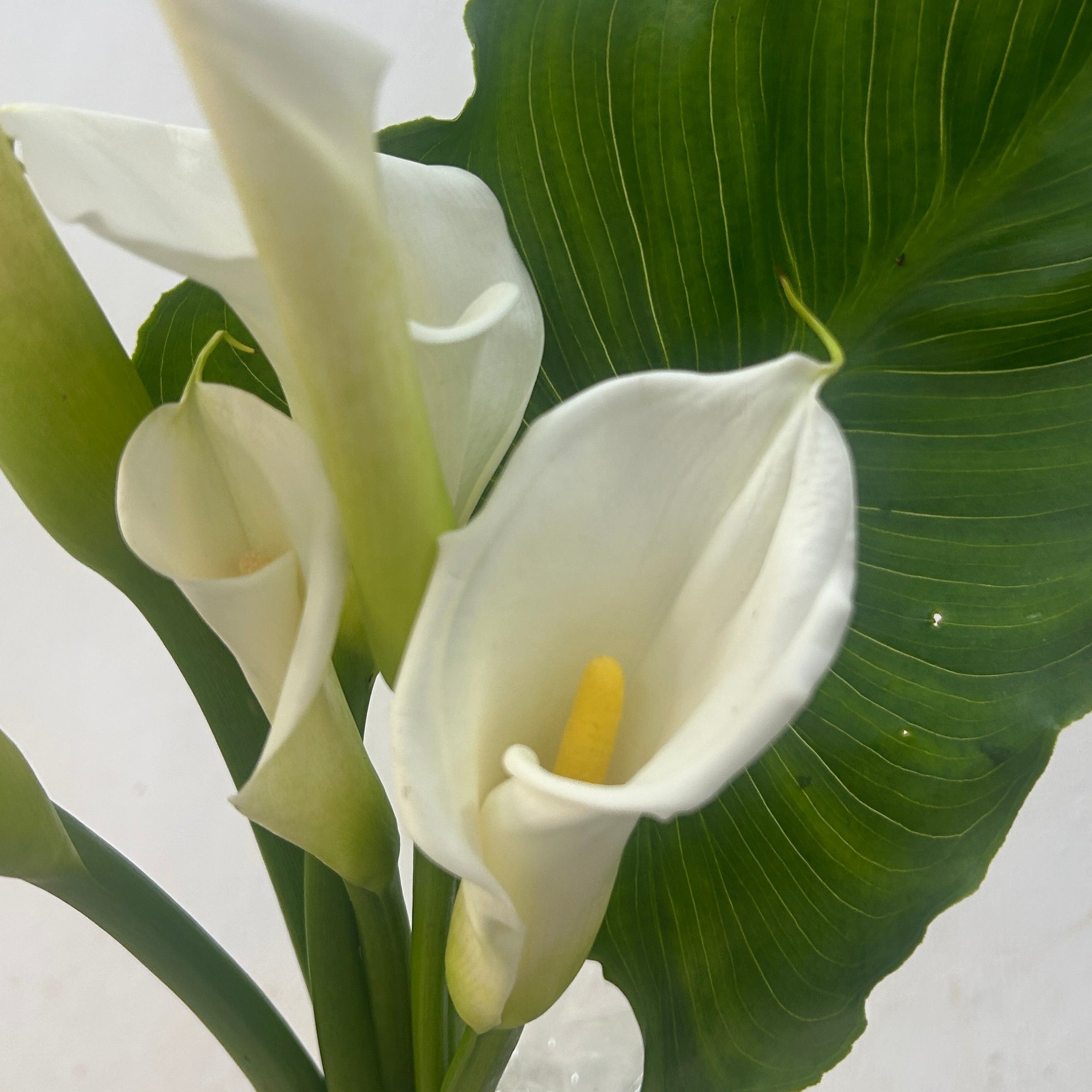 White calla lilies with green leaves on a light background