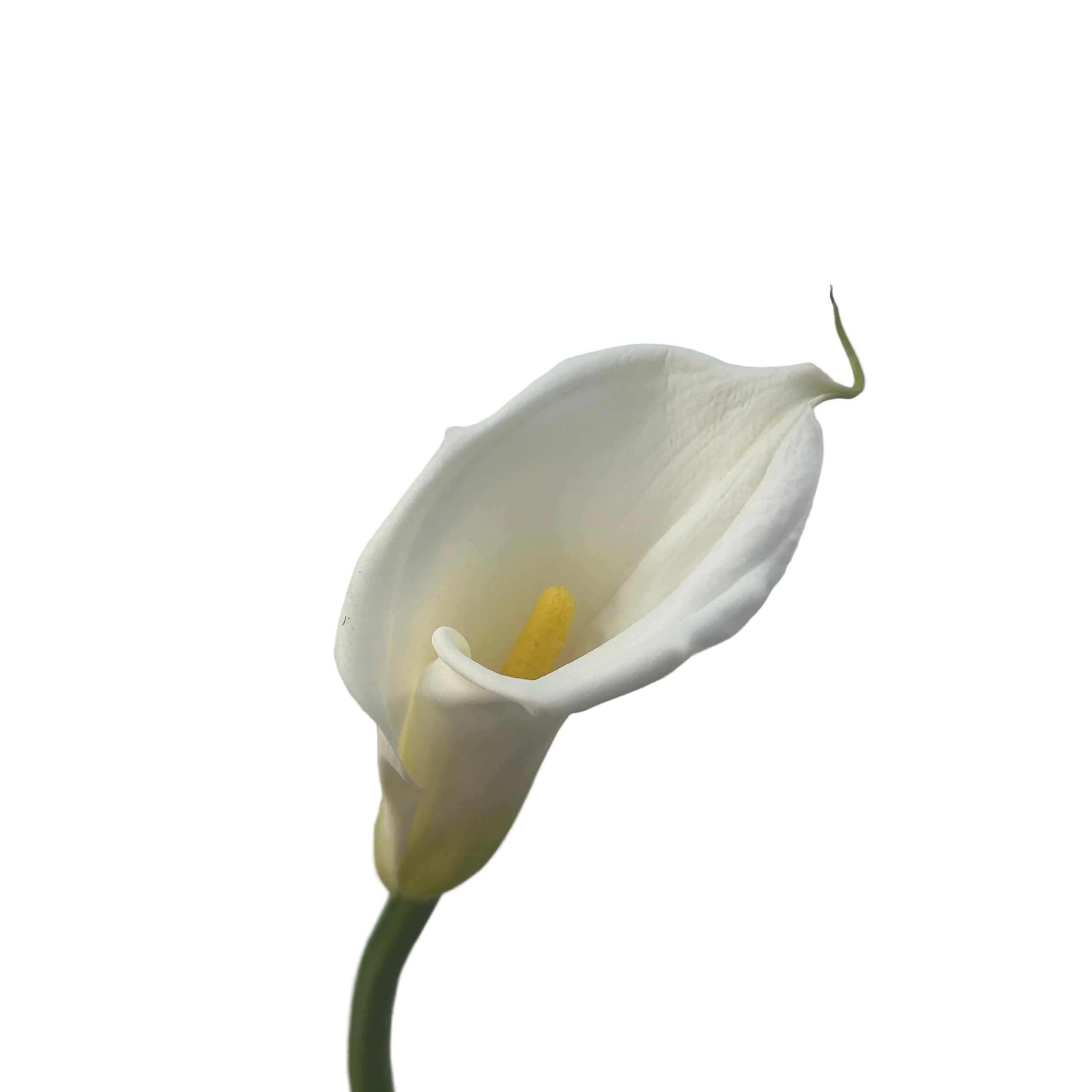 Single white calla lily against a plain background
