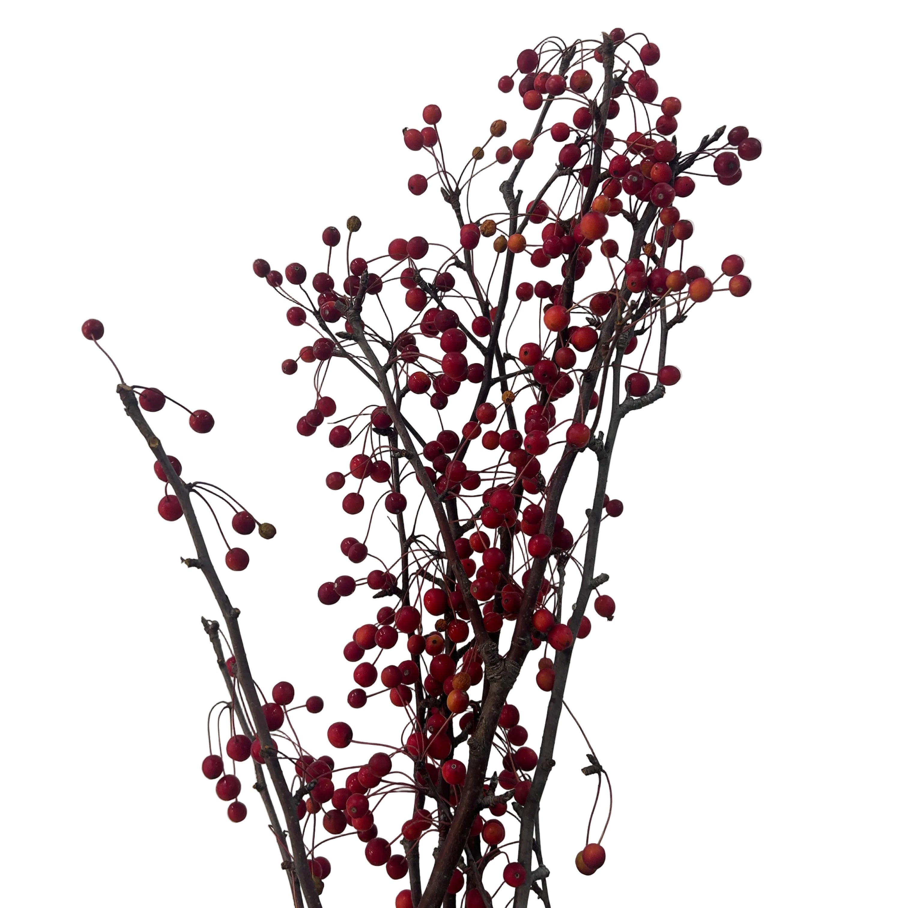 Bouquet of red berries crab apple on dark branches against a light gray background