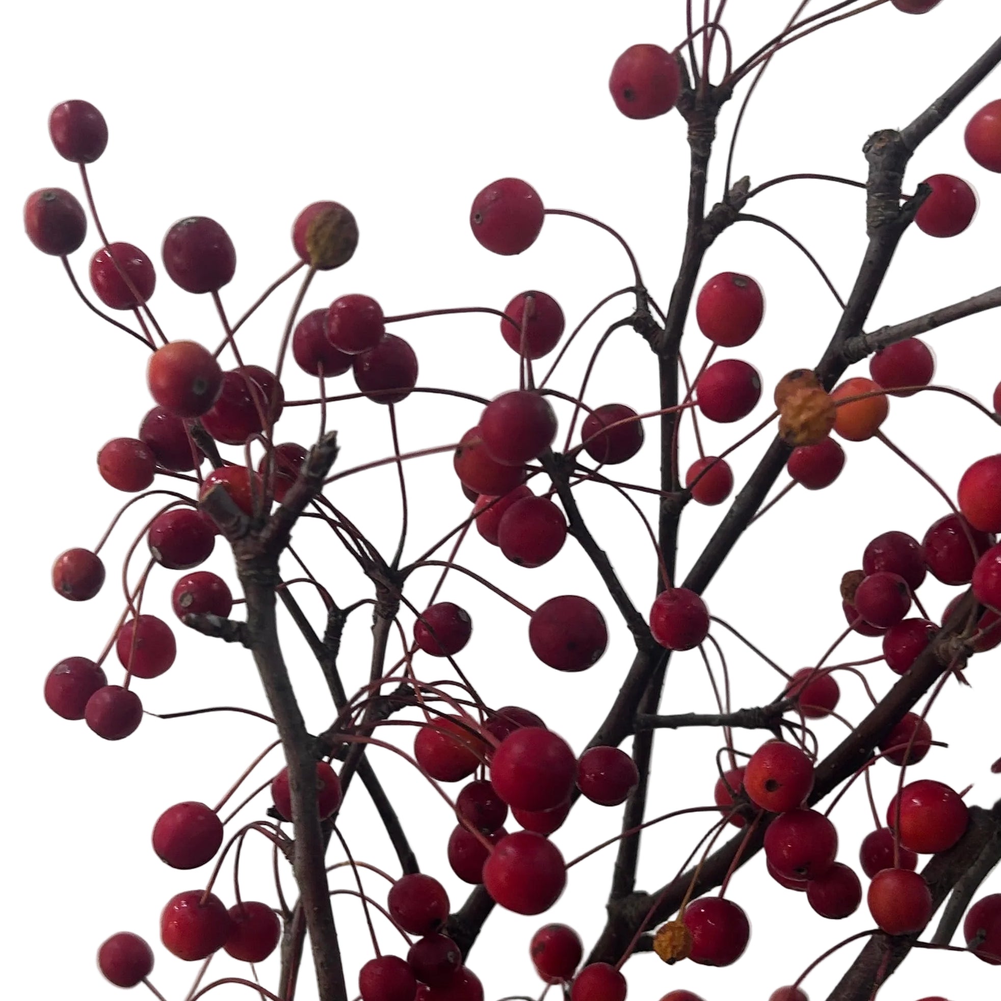 Branches with red berries crab apple against a light background