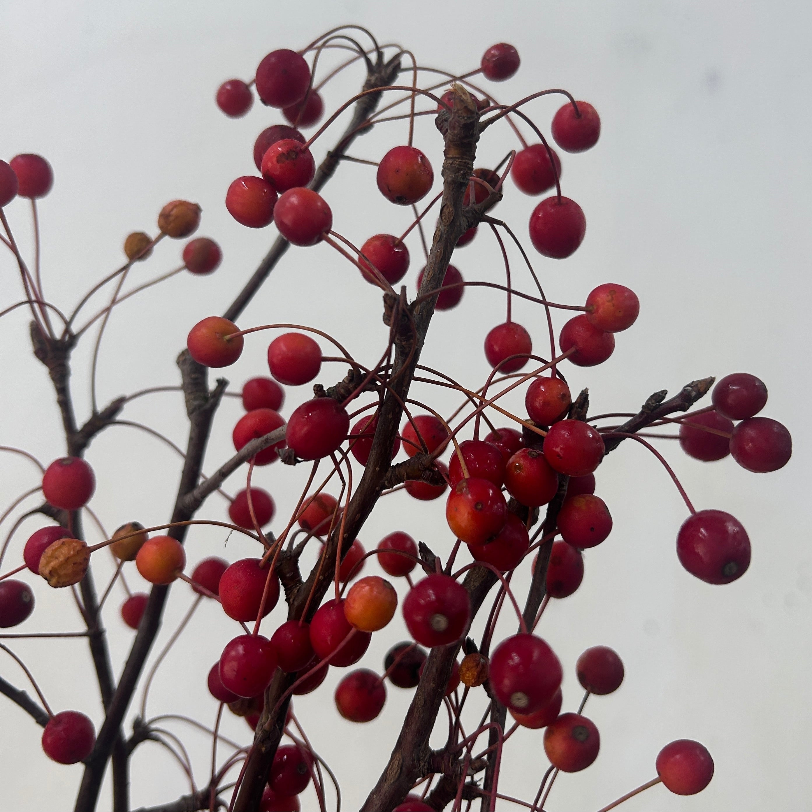 Branches with red berries crab apple against a light gray background