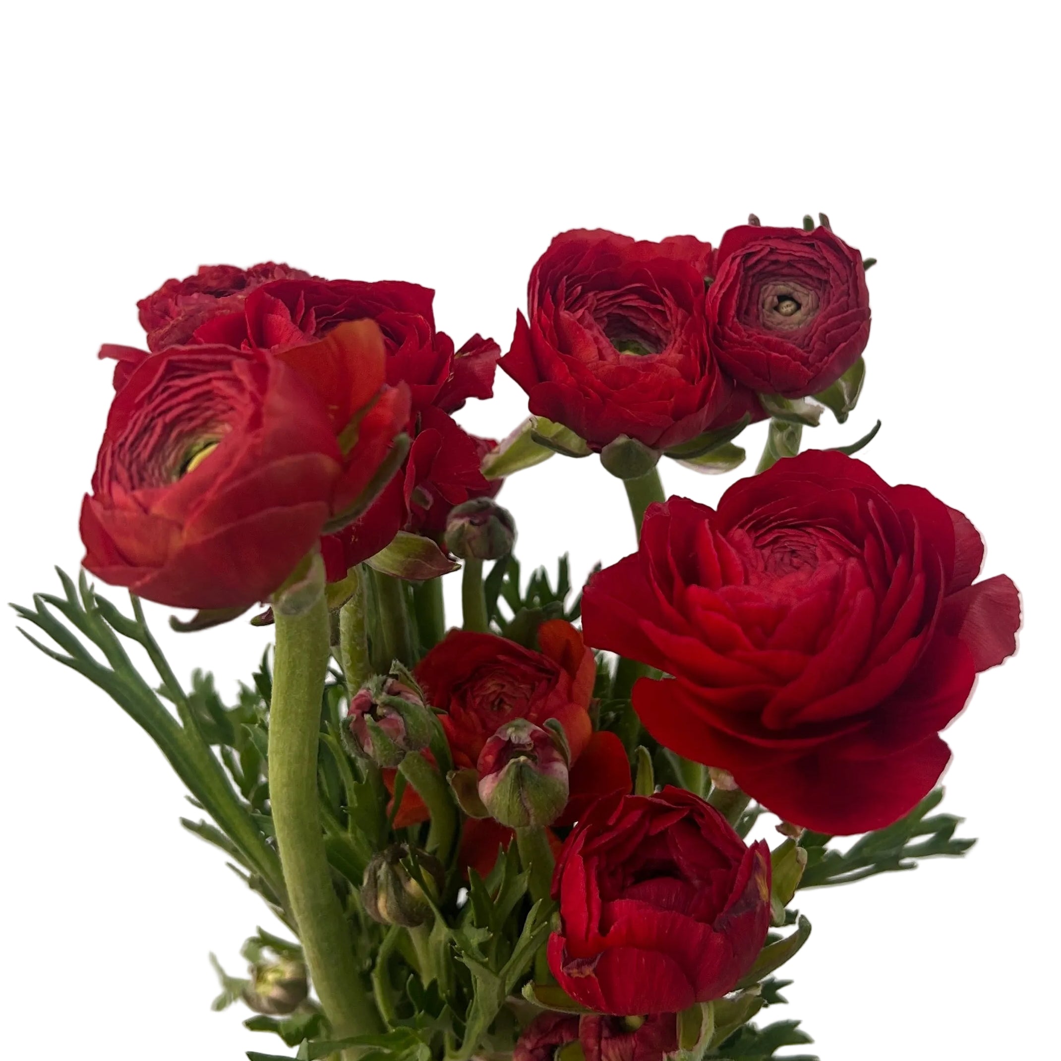 Bouquet of red ranunculus on a light gray background