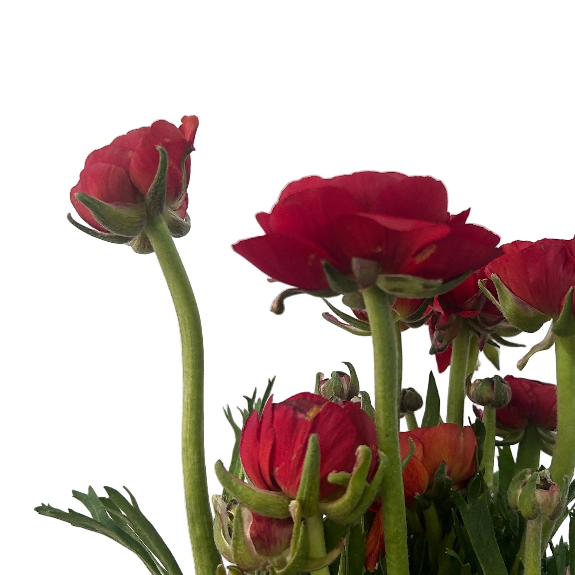 Bouquet of red ranunculus with green stems on a light gray background
