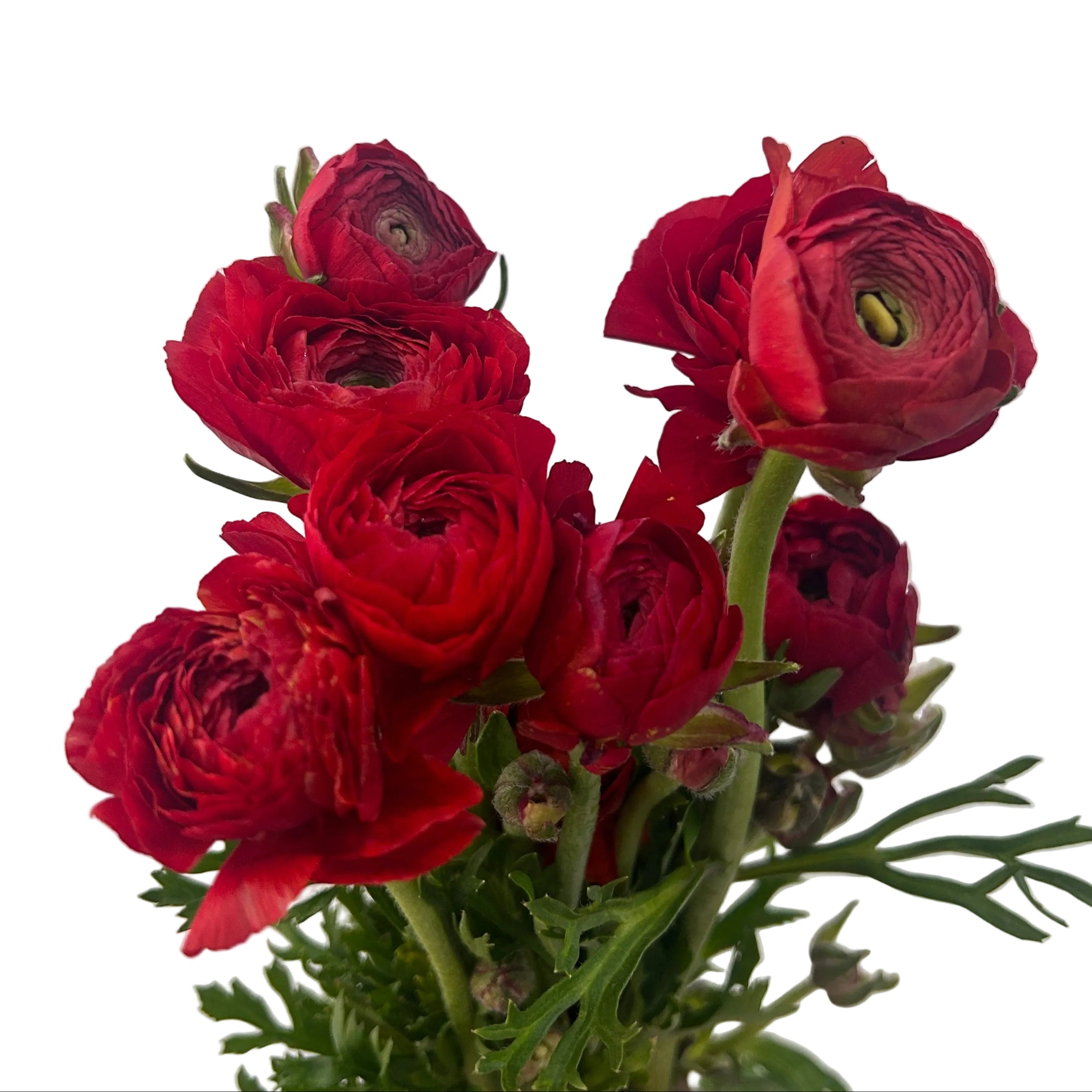 Bouquet of red ranunculus with green stems on a light gray background
