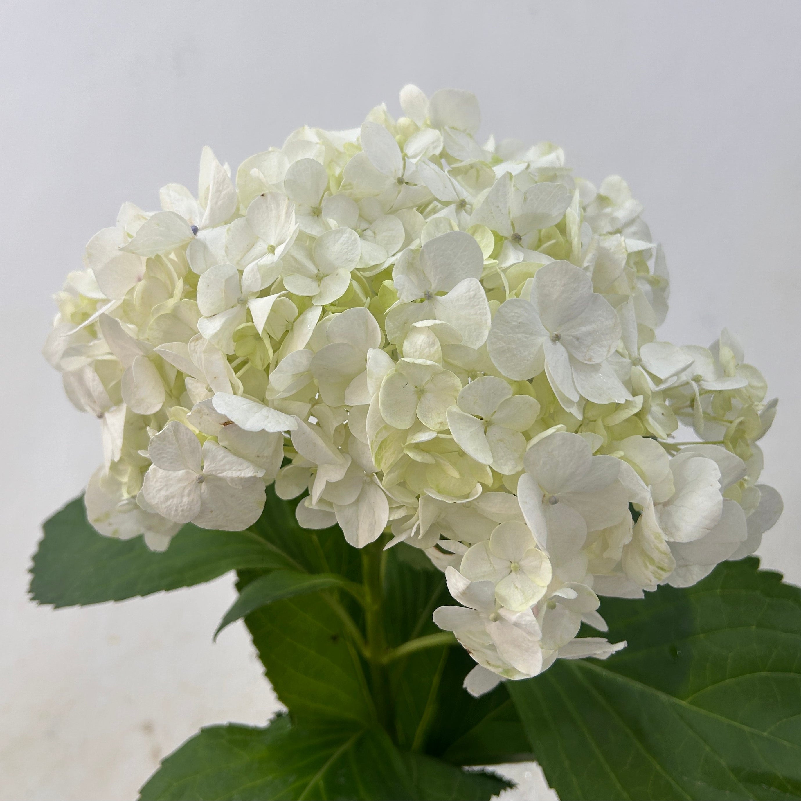White hydrangea flower with green leaves on a light gray background