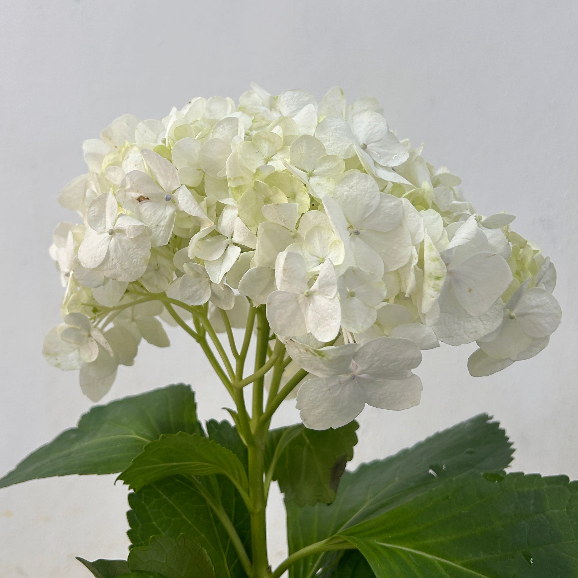White hydrangea flower with green leaves against a light gray background