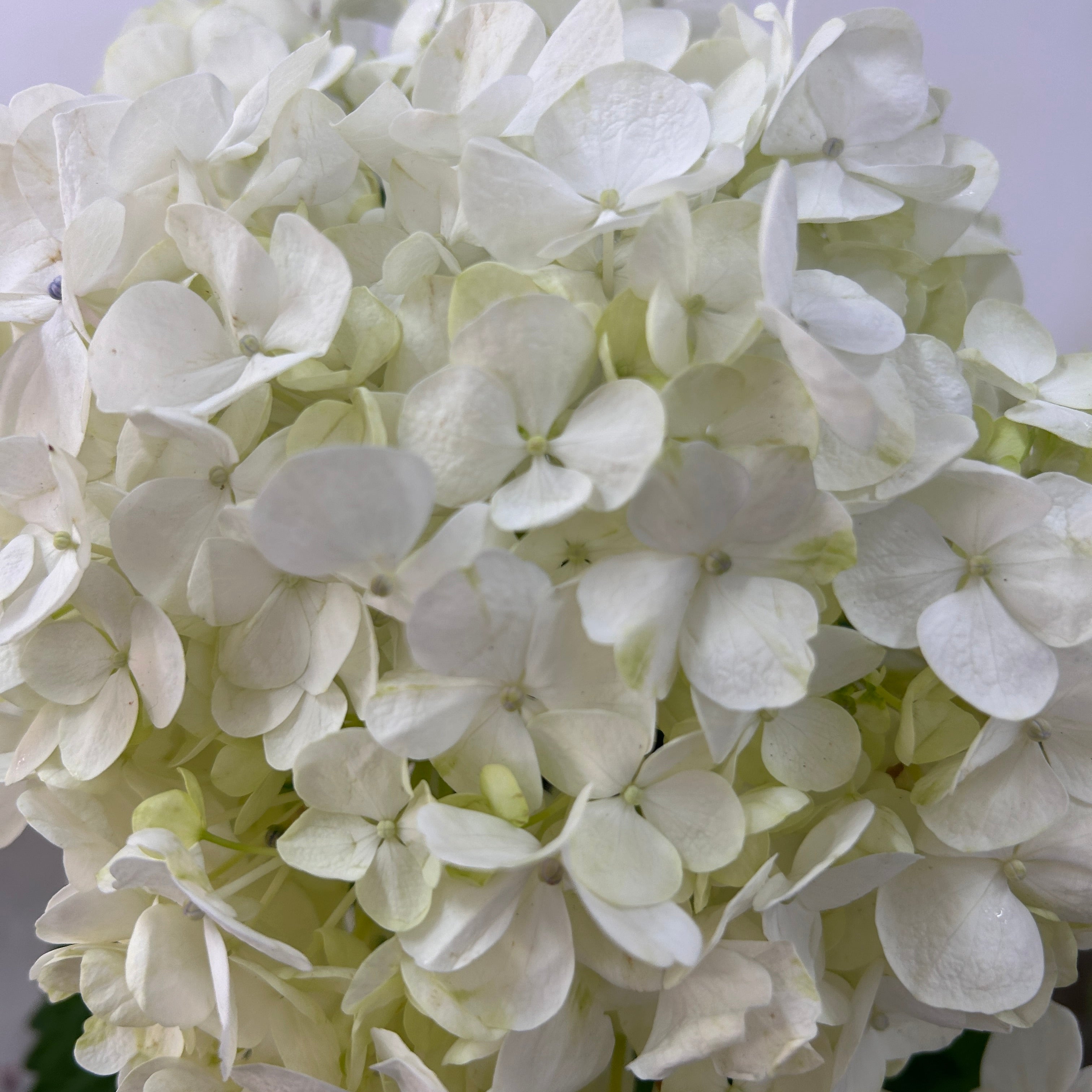 Close-up of a bouquet of white hydrangea flowers against a light background