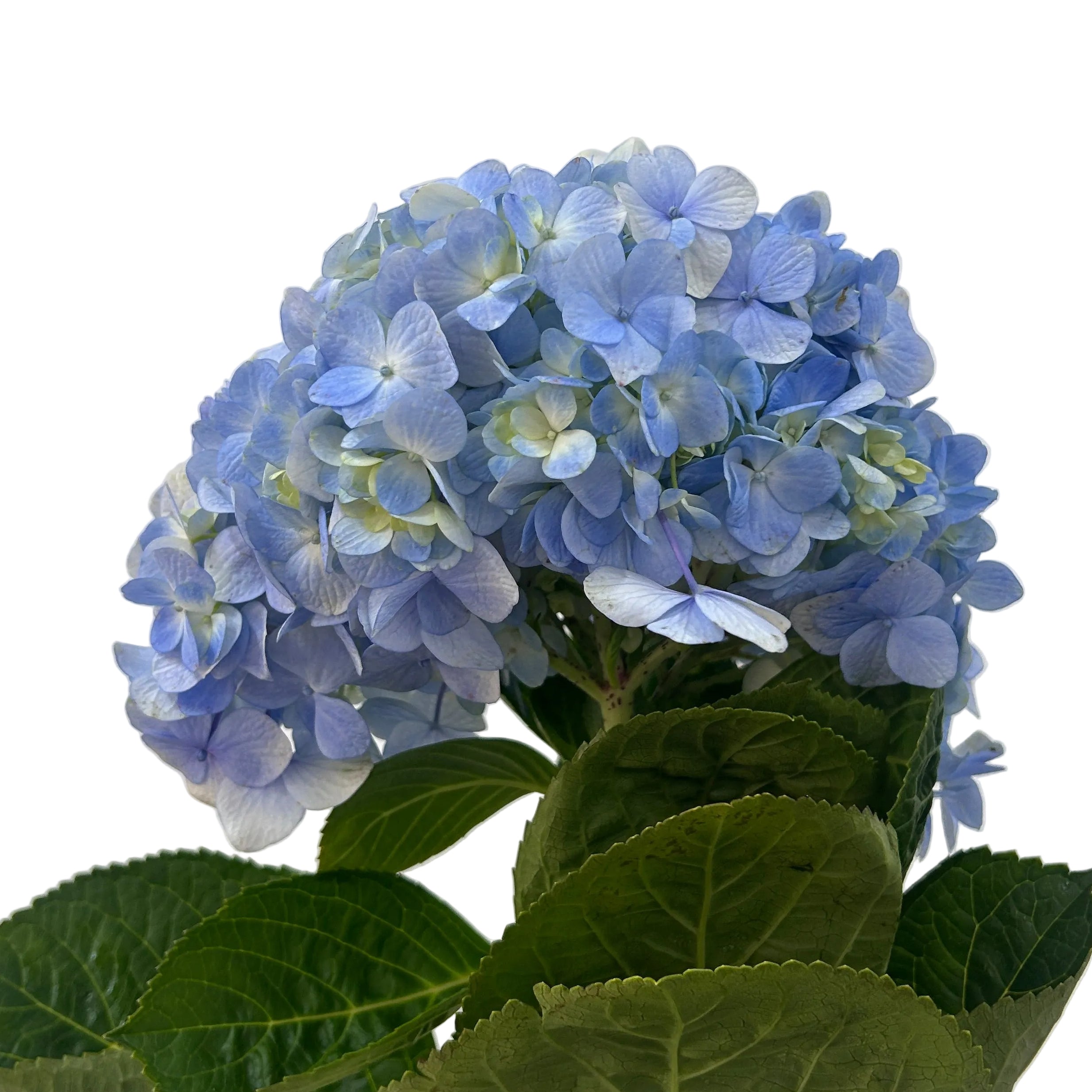 Blue hydrangea flower with green leaves on a light gray background