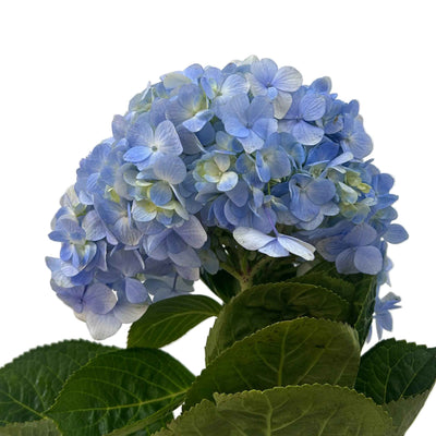 Hydrangea Light Blue
