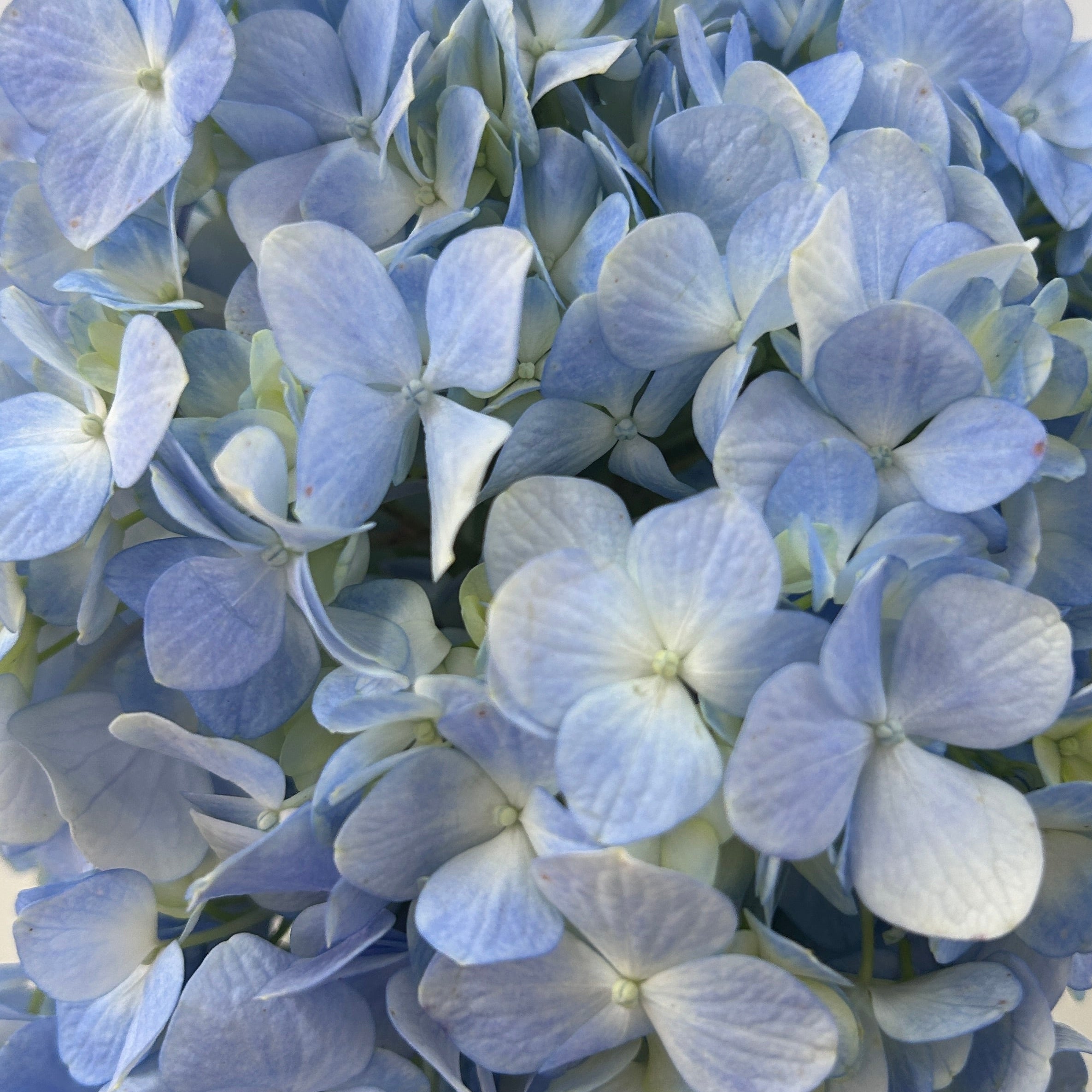Close-up of blue hydrangea flowers against a white background