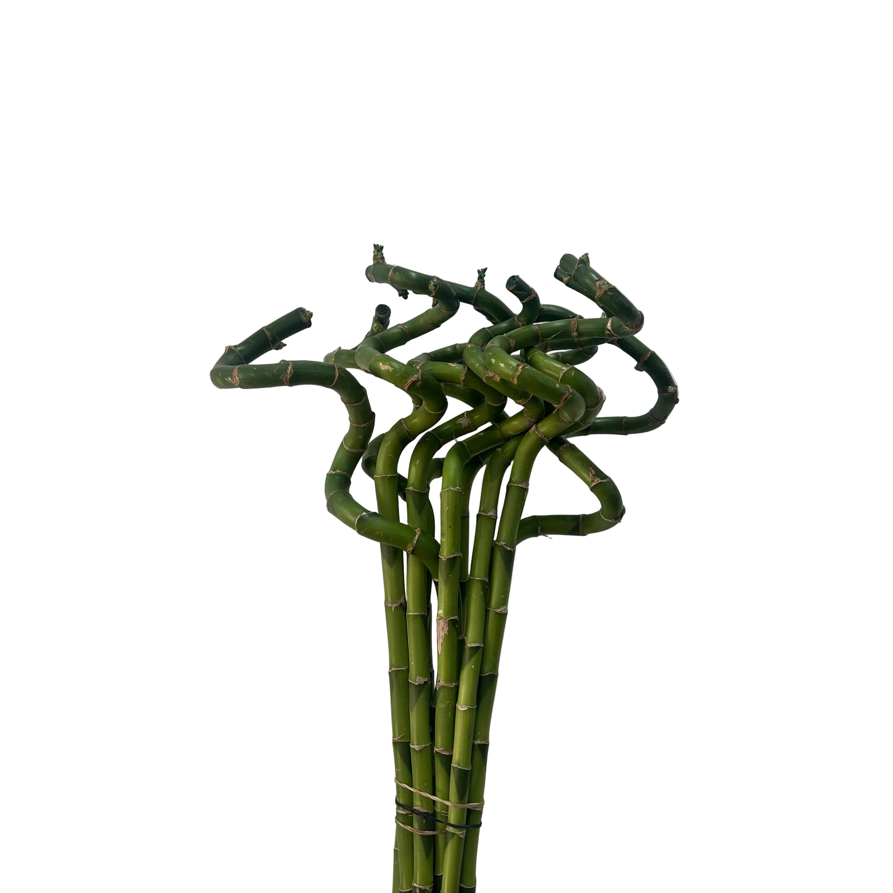 Bunch of green bamboo sticks against a white wall