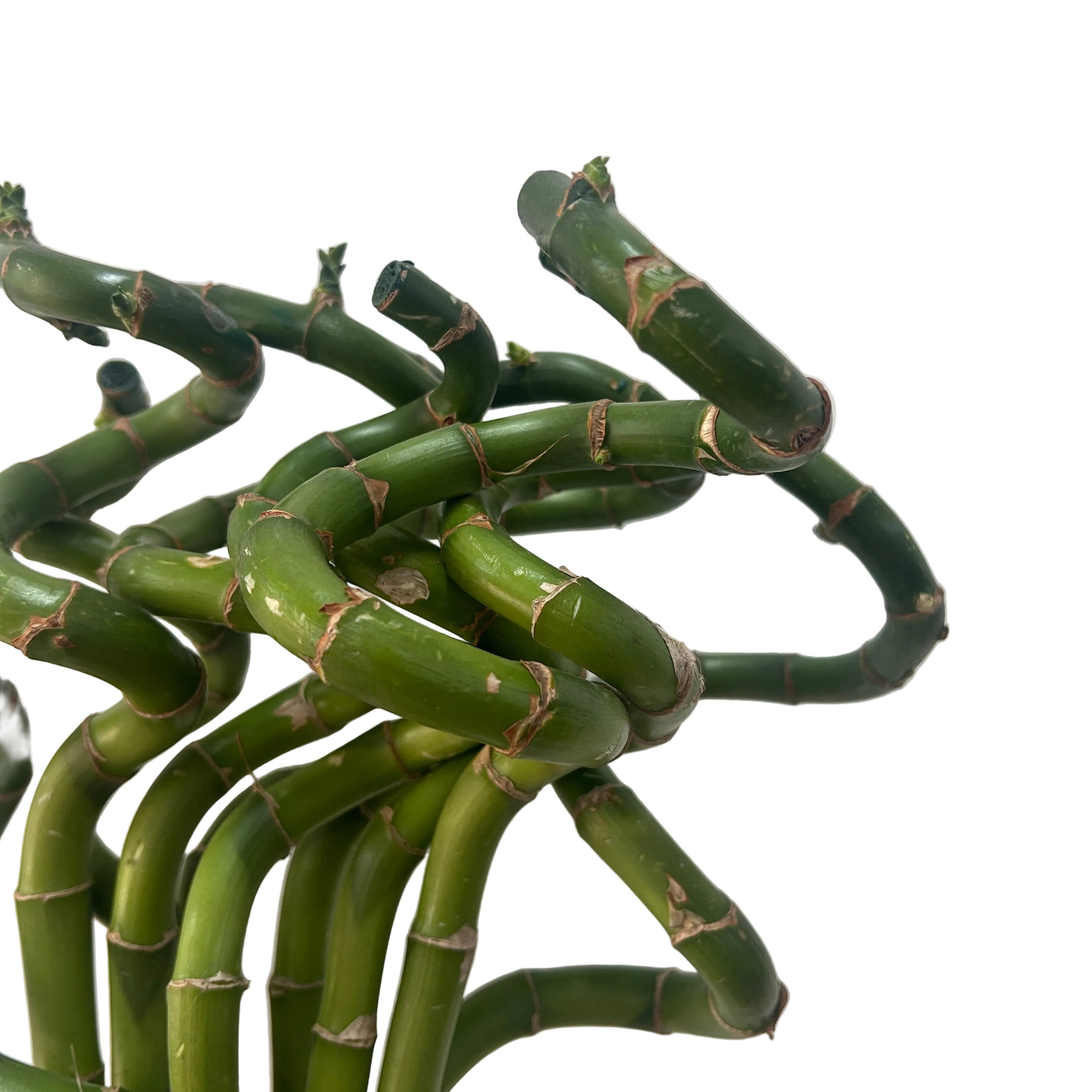 Curved green bamboo stems against a plain background