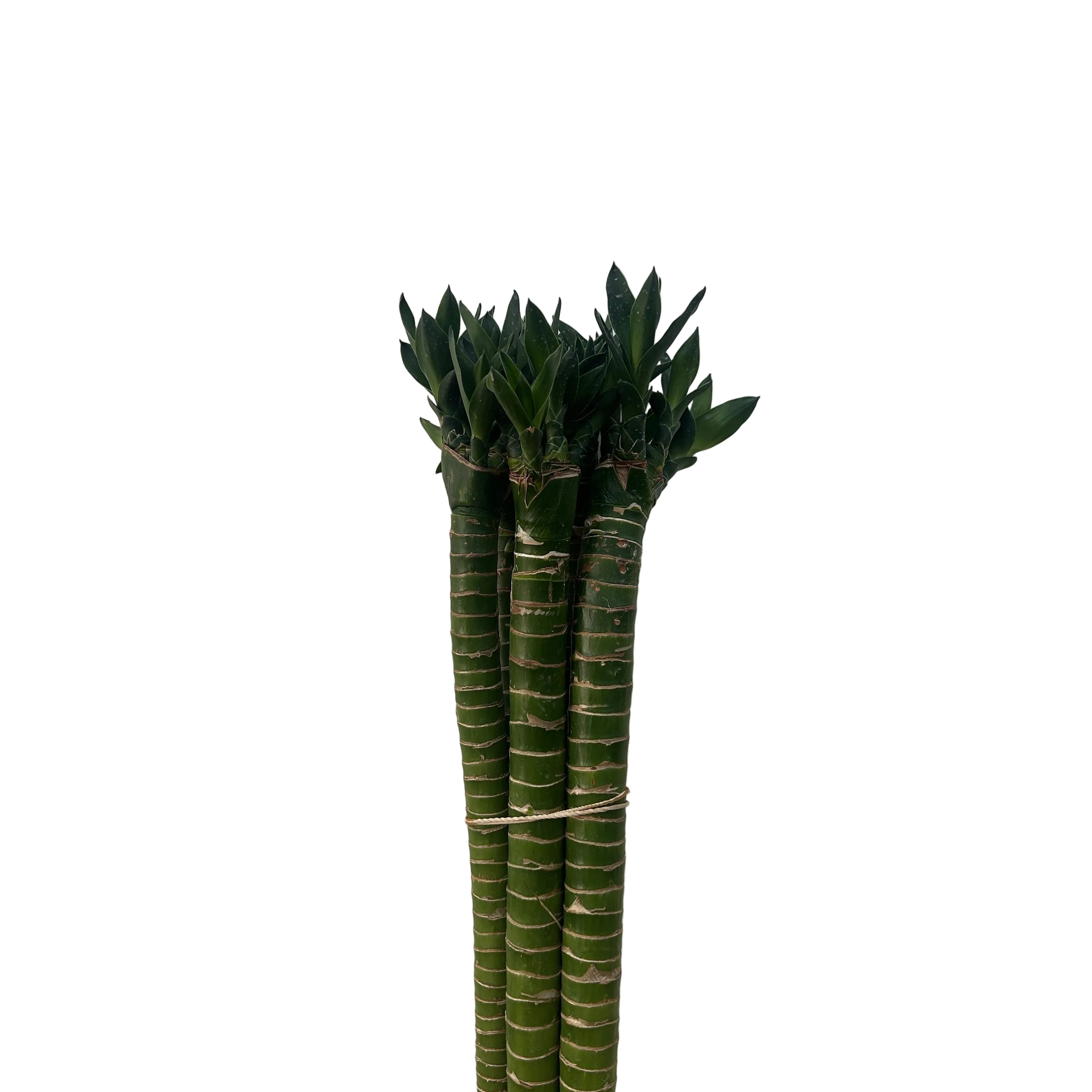 Three green bamboo with thick stems on a light gray background