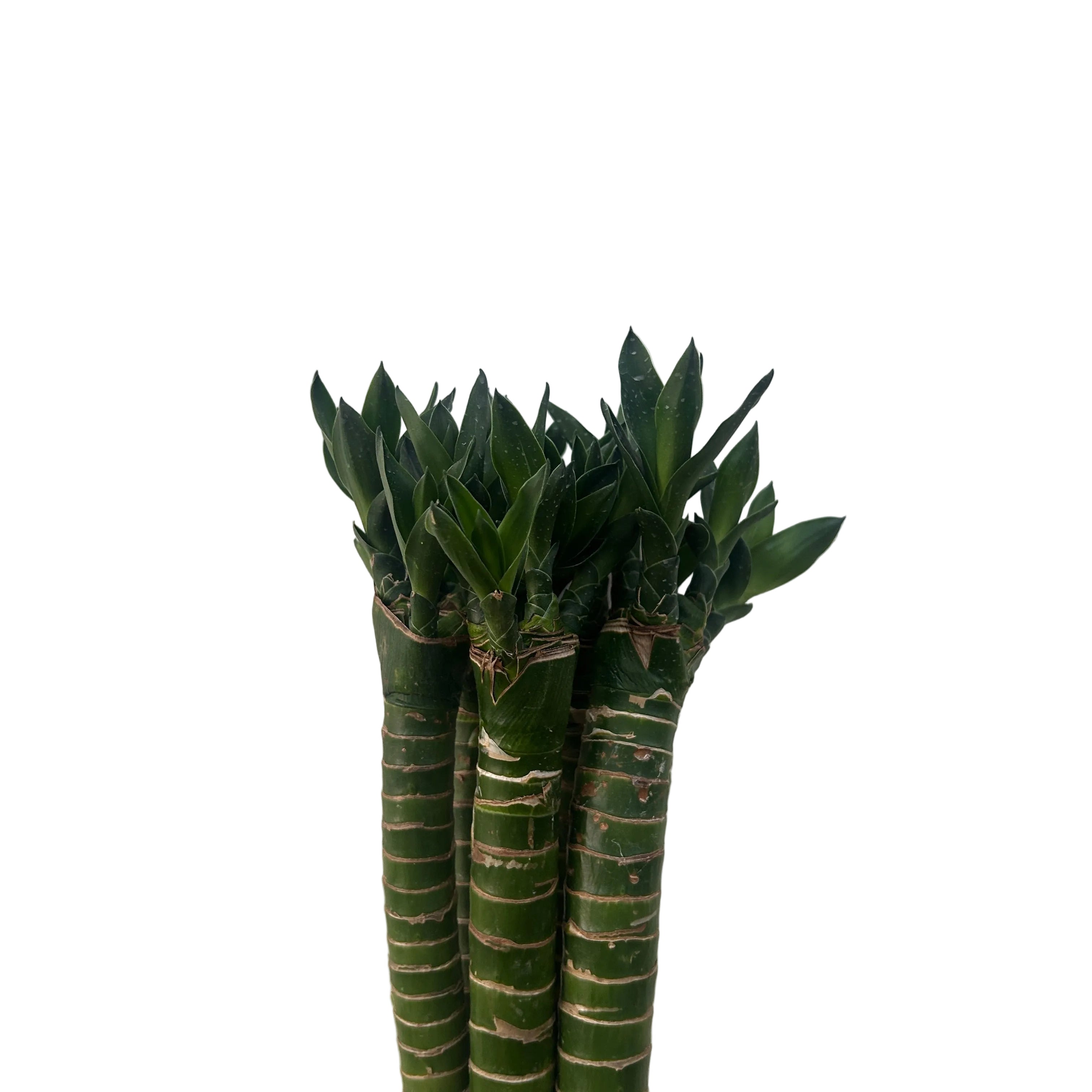 Three green bamboo plants against a white wall