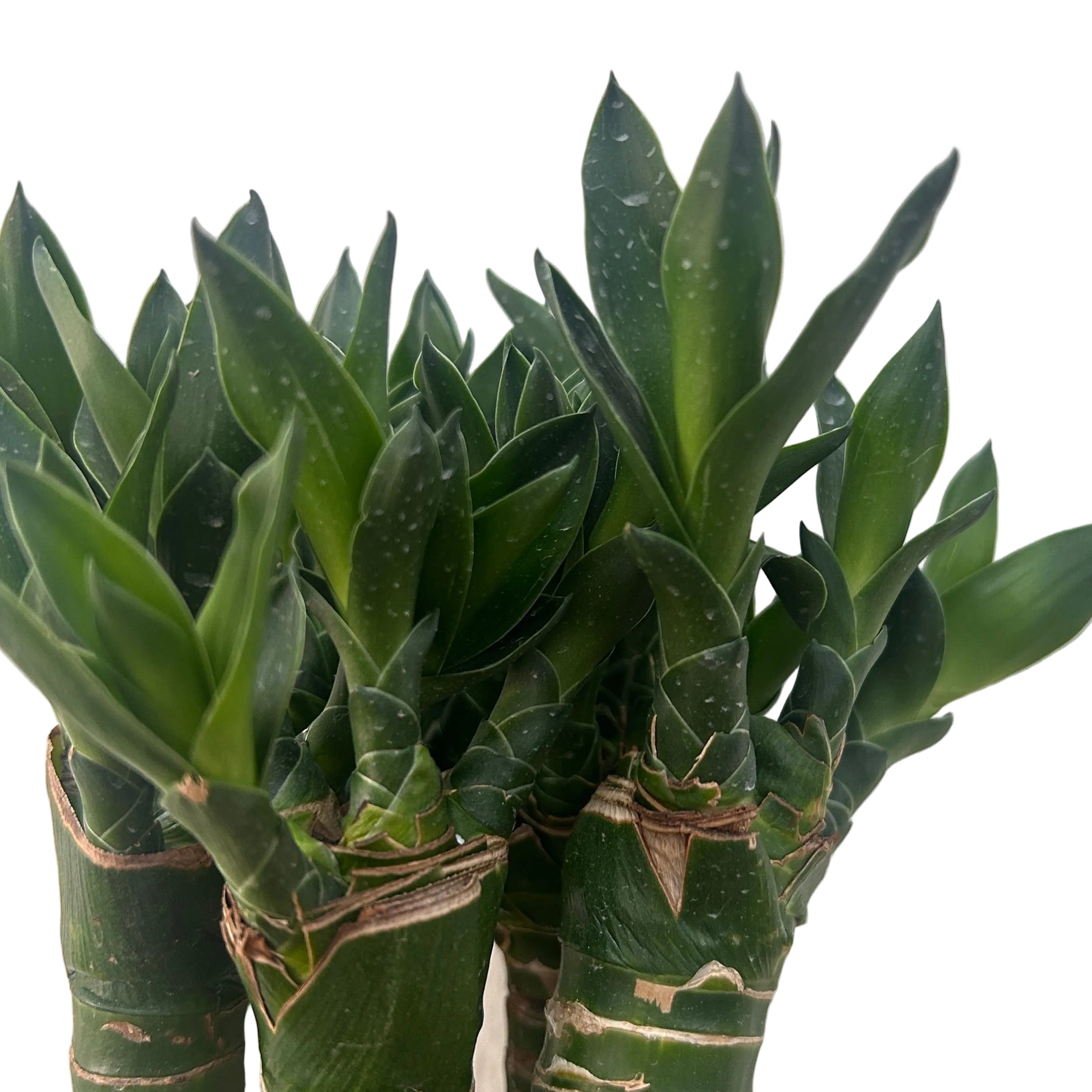 Green potted plant against a white wall