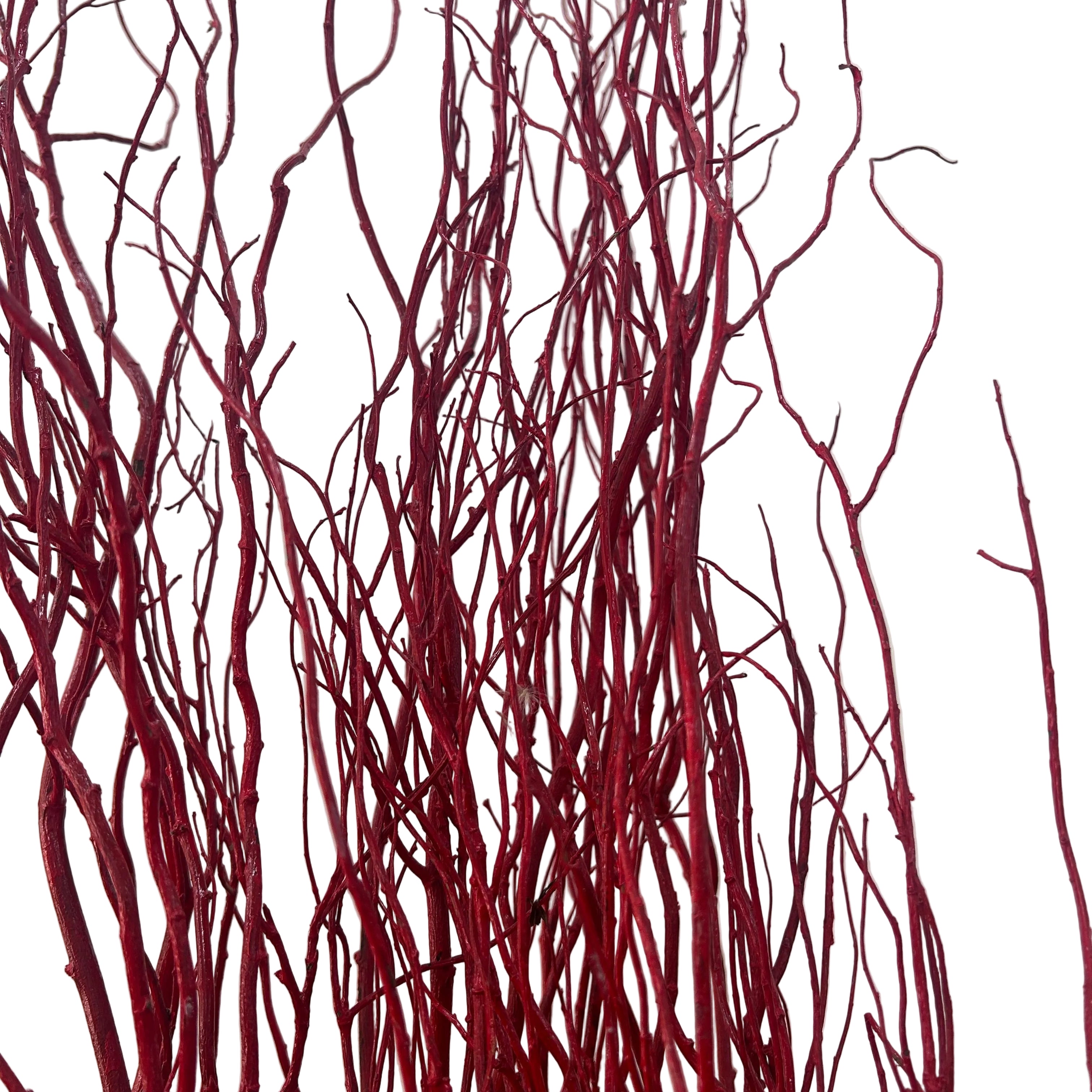 Red salix branches against a light background