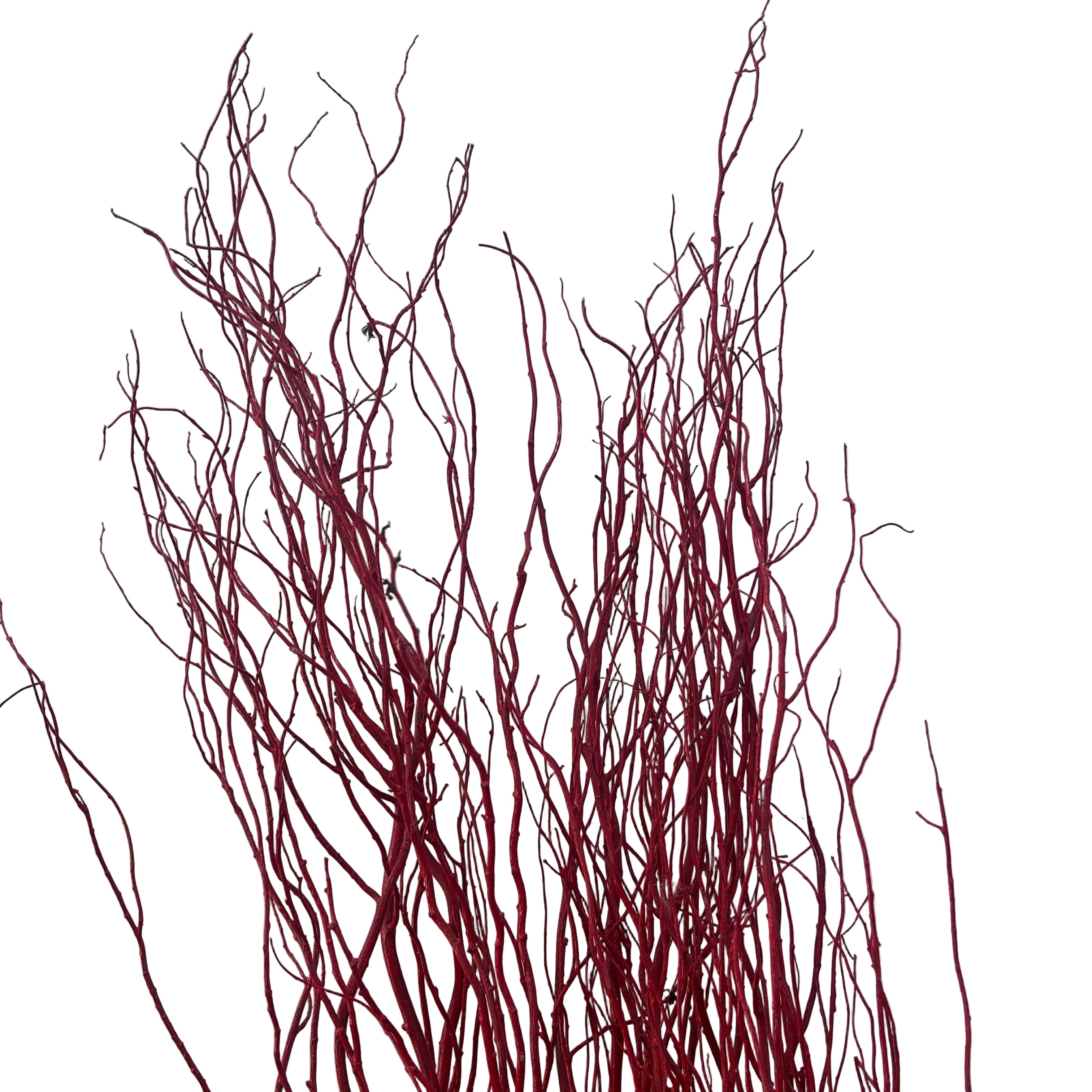 Red salix branches against a light gray background