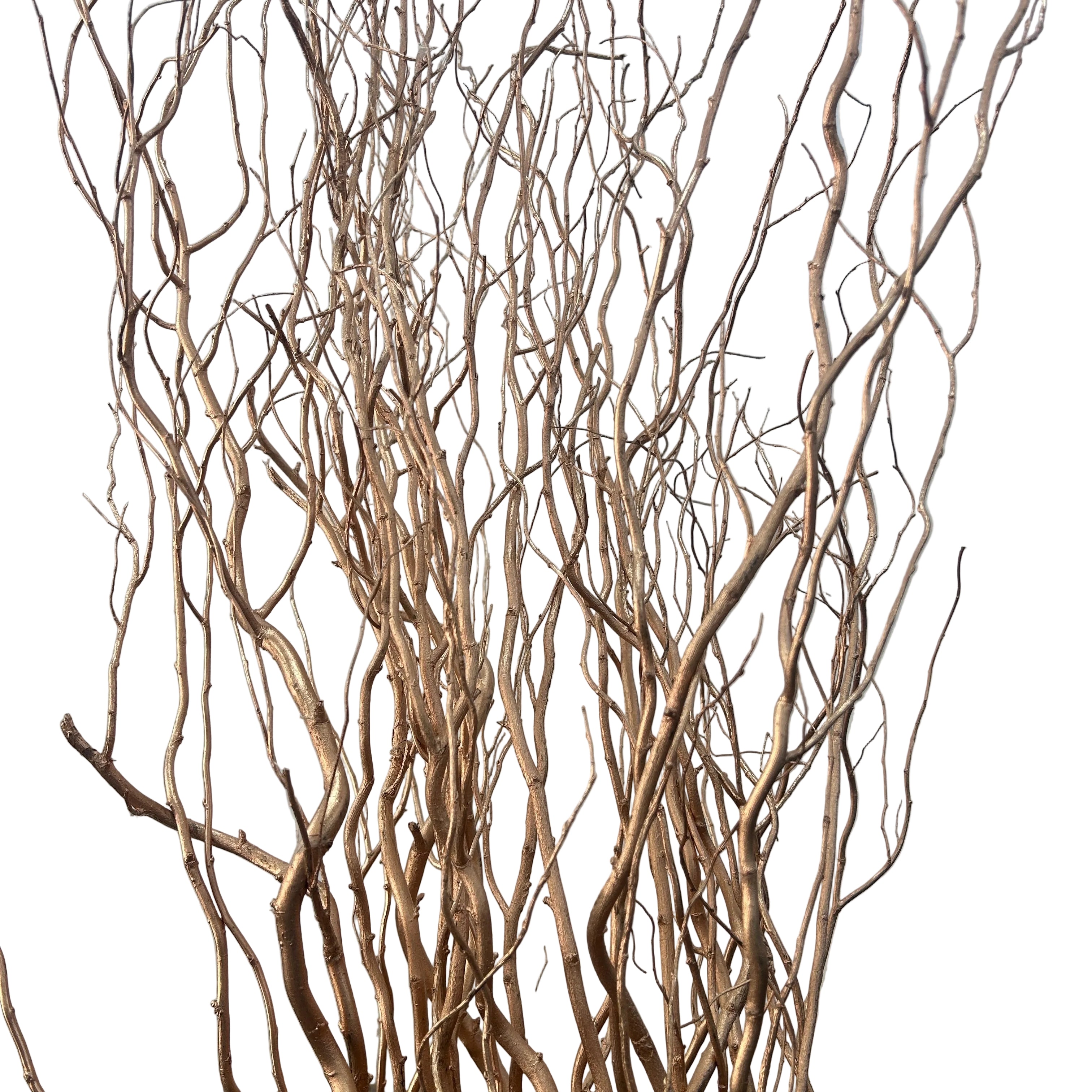 Tangled salix brown branches against a plain background