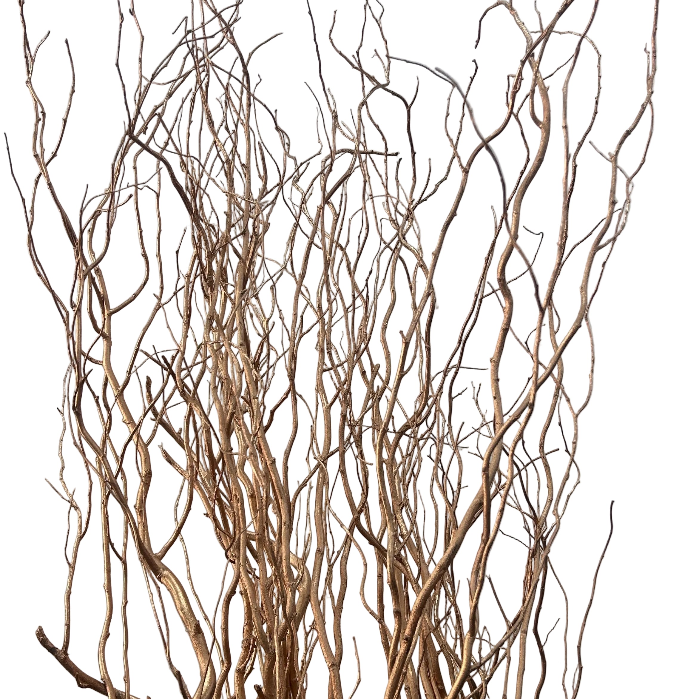 gold salix branches against a plain background