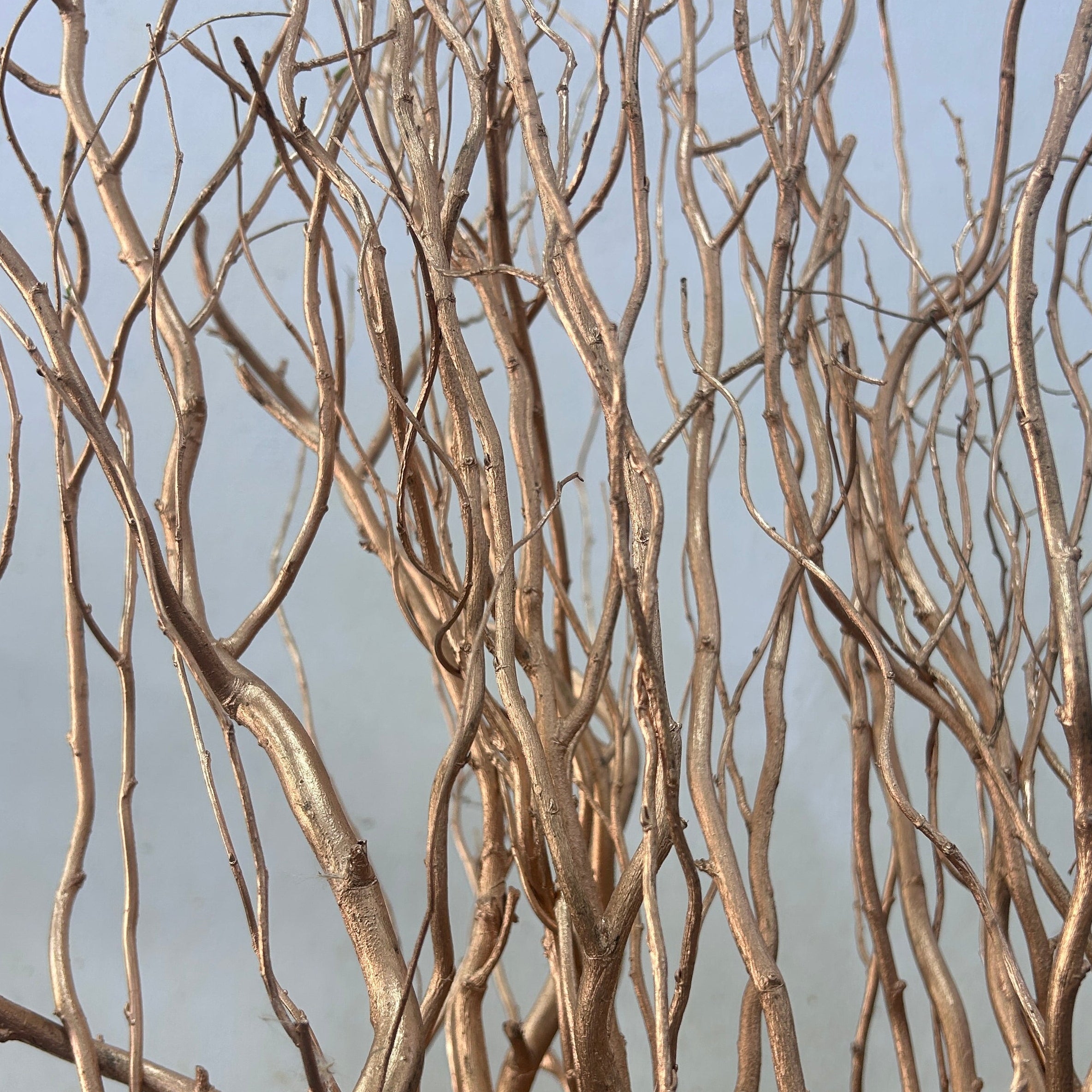Tangled salix brown branches against a light blue sky