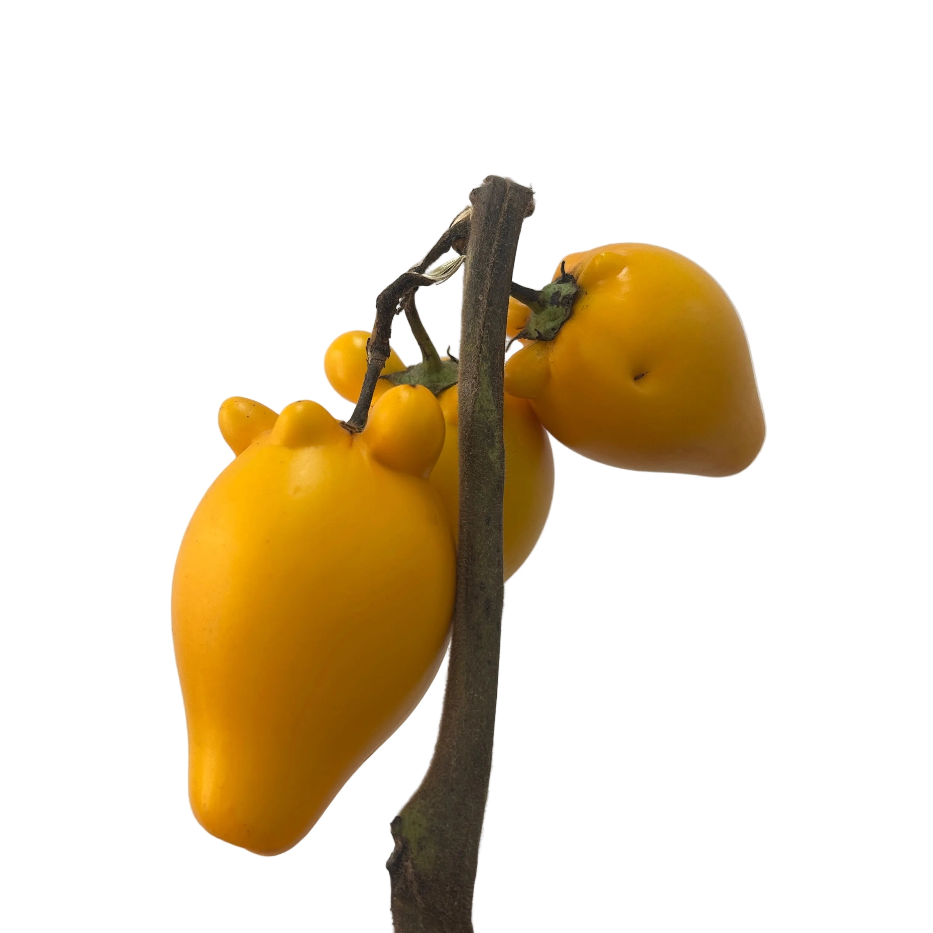Yellow Solanum Mammosum fruit on a branch against a plain background