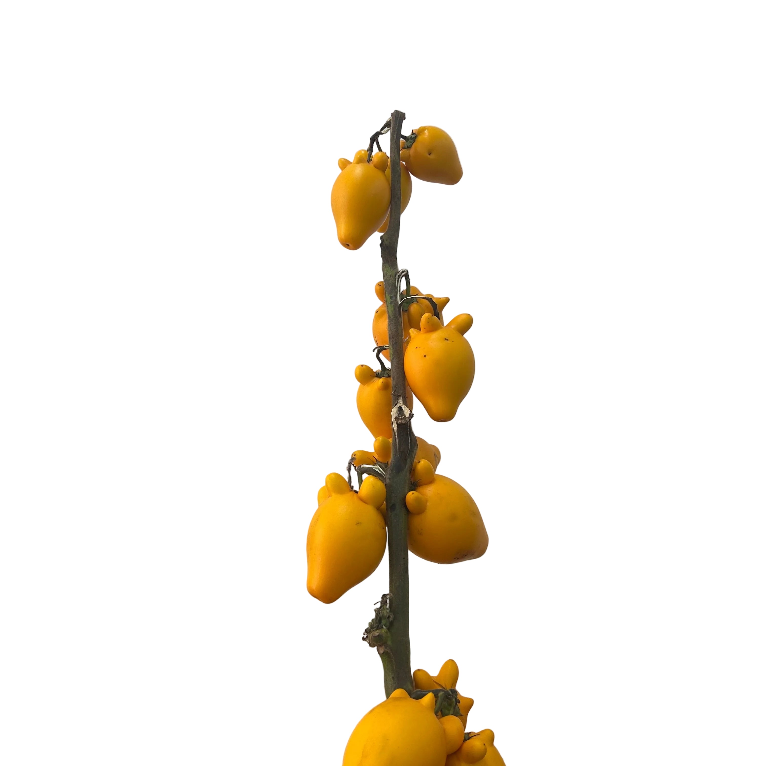Branch with yellow fruits against a plain background