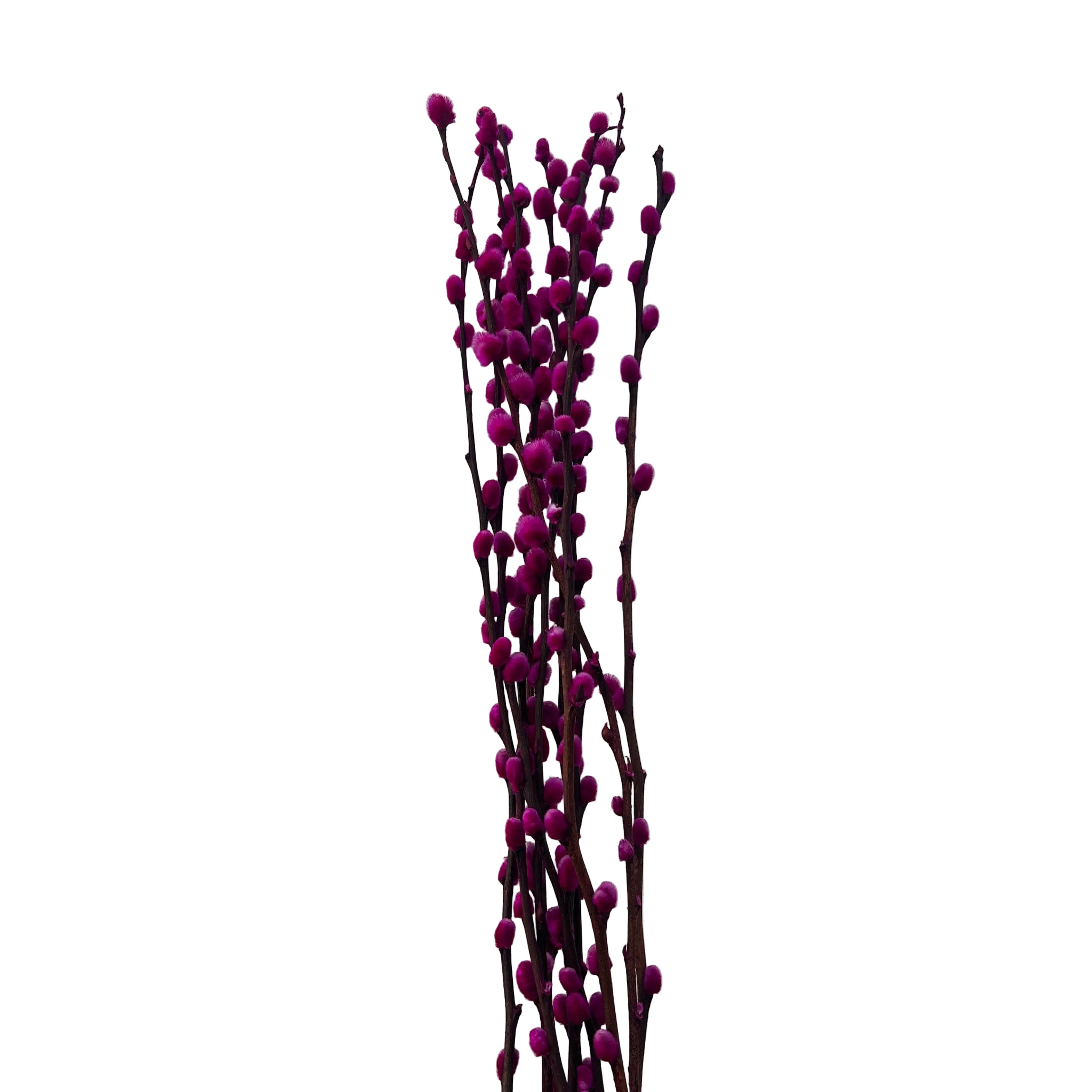 Purple floral stems on a light gray background