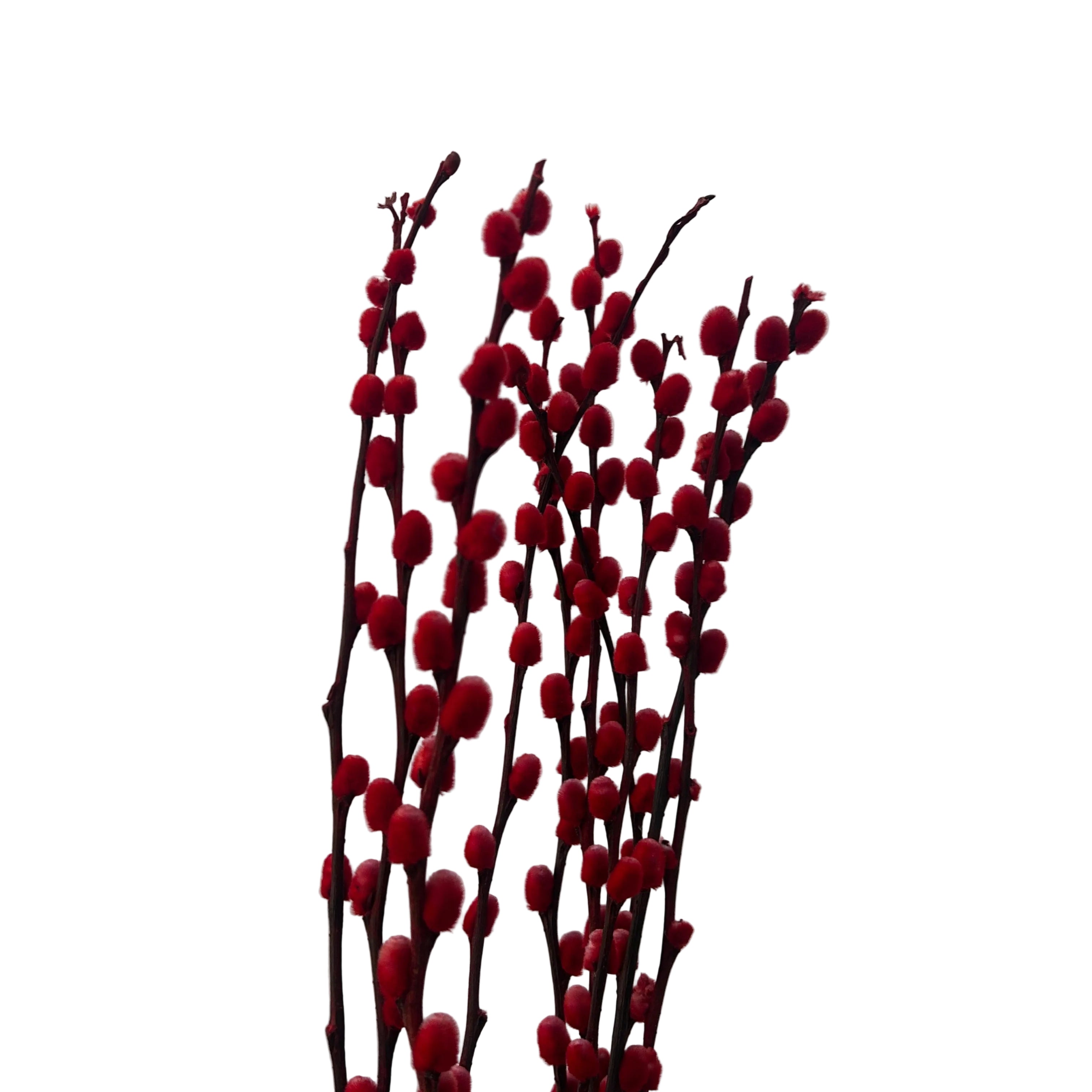 Red willow branches against a light gray background