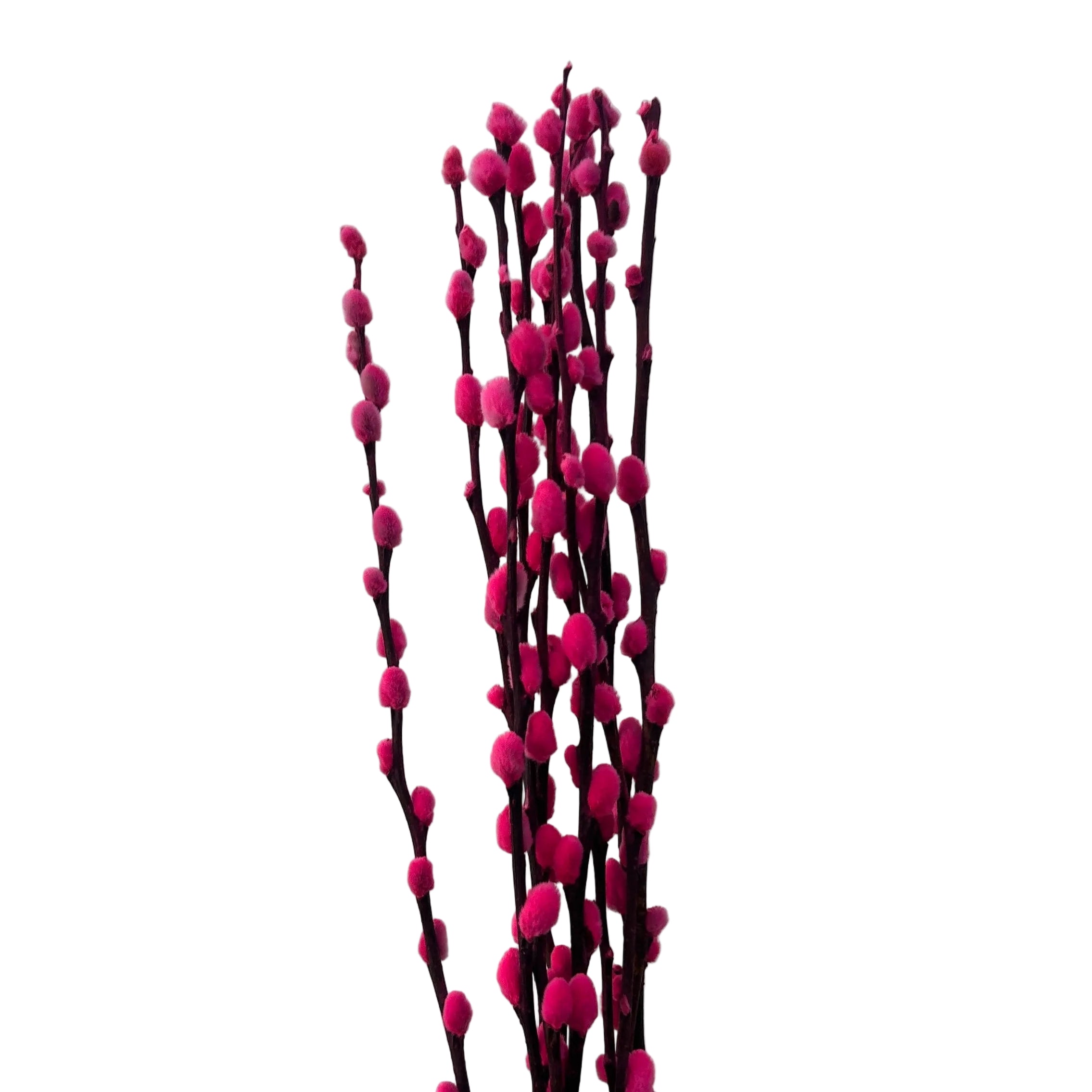 Pink pussy willow flowering branch against a light gray background