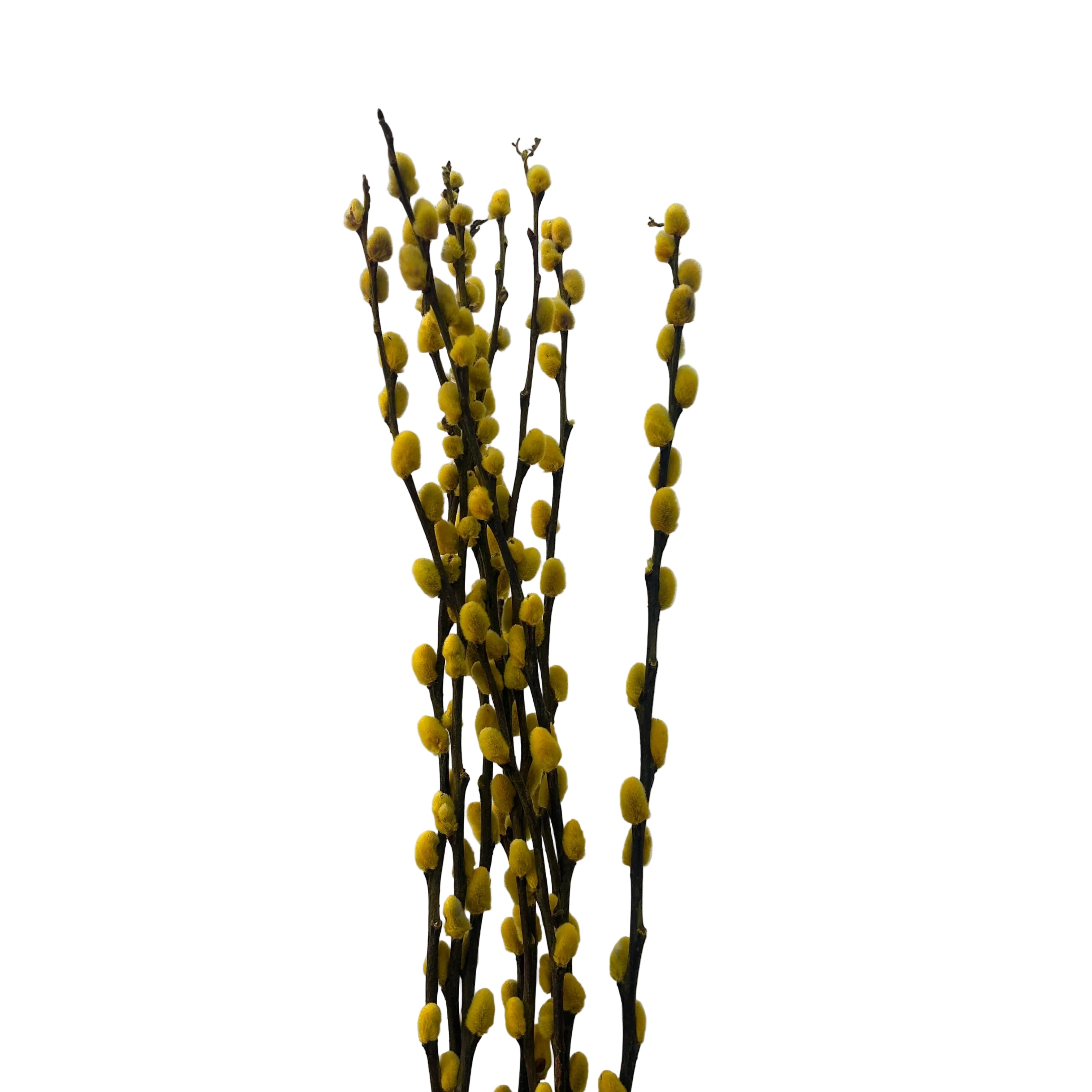 Willow branches with yellow catkins against a light gray background