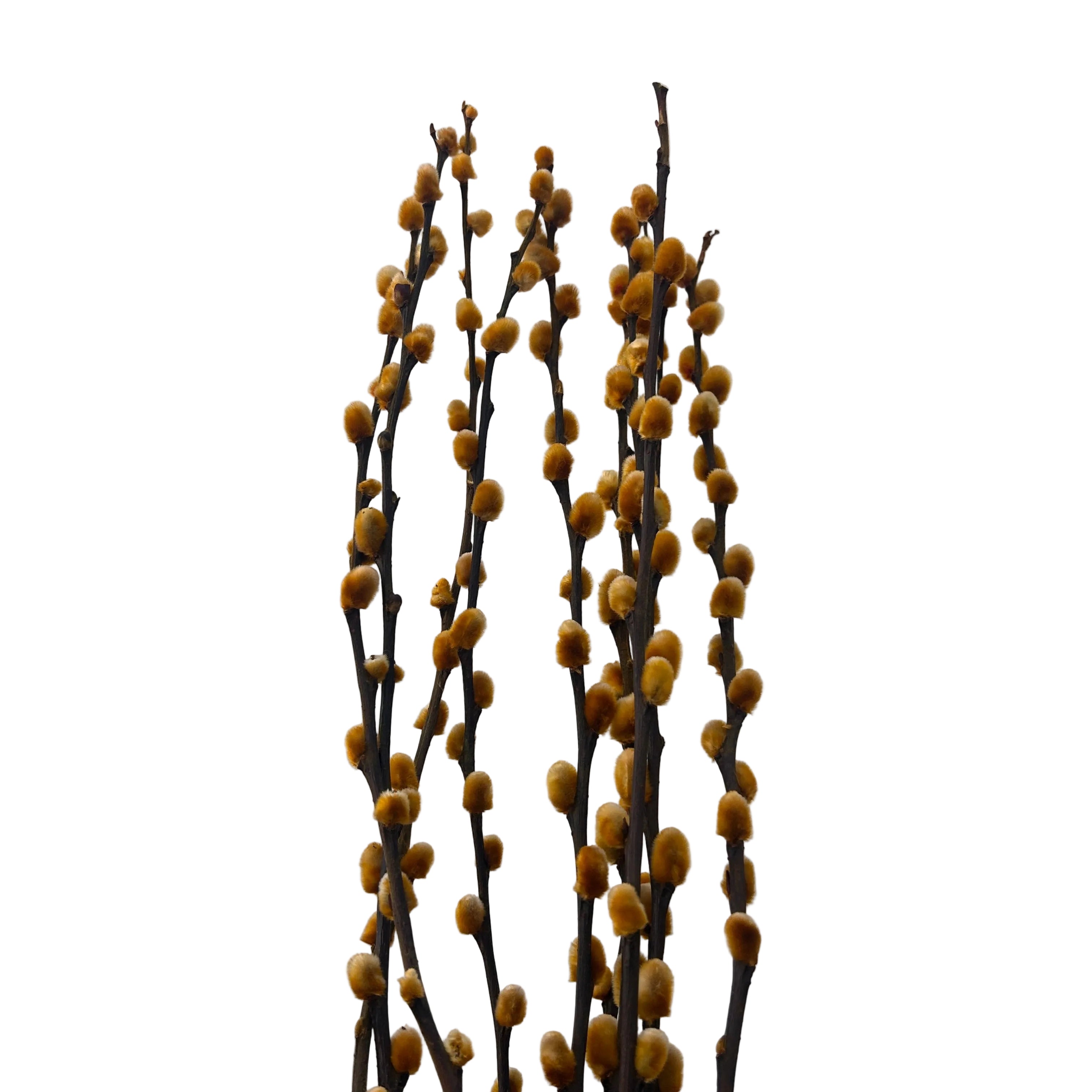 gold willow branches with catkins on a light gray background