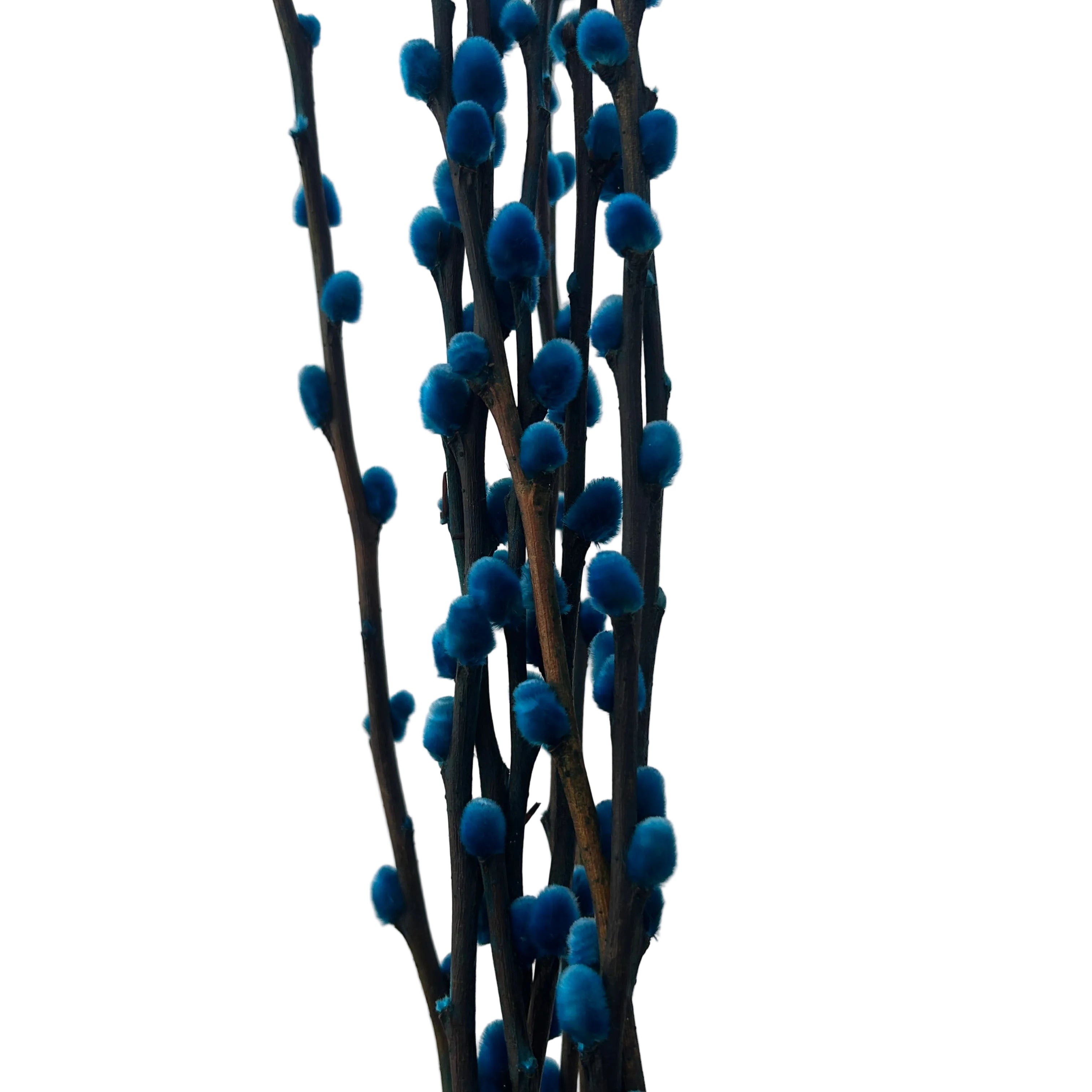 Dark willow branches with blue catkins on a light gray background