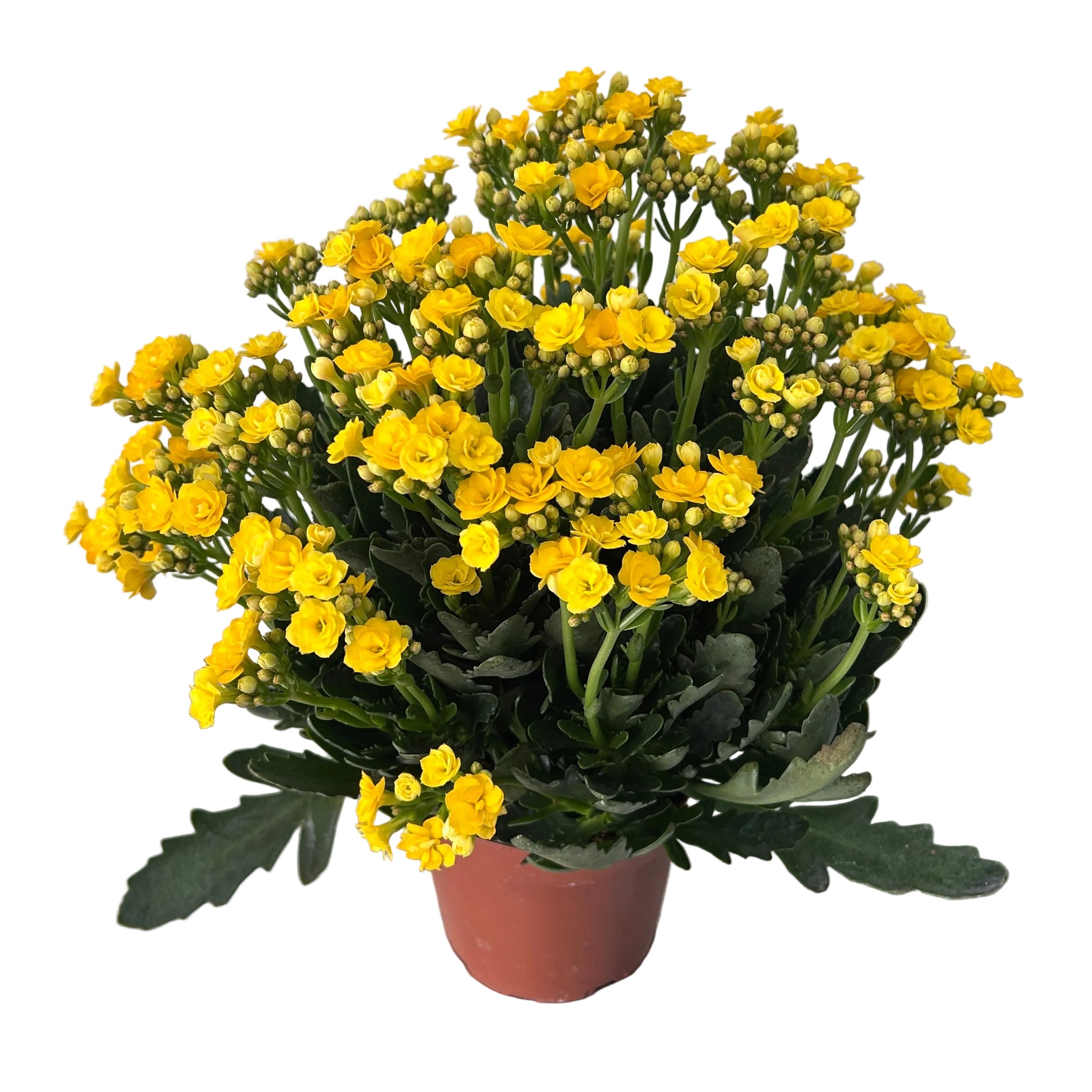kalanchoe in pot