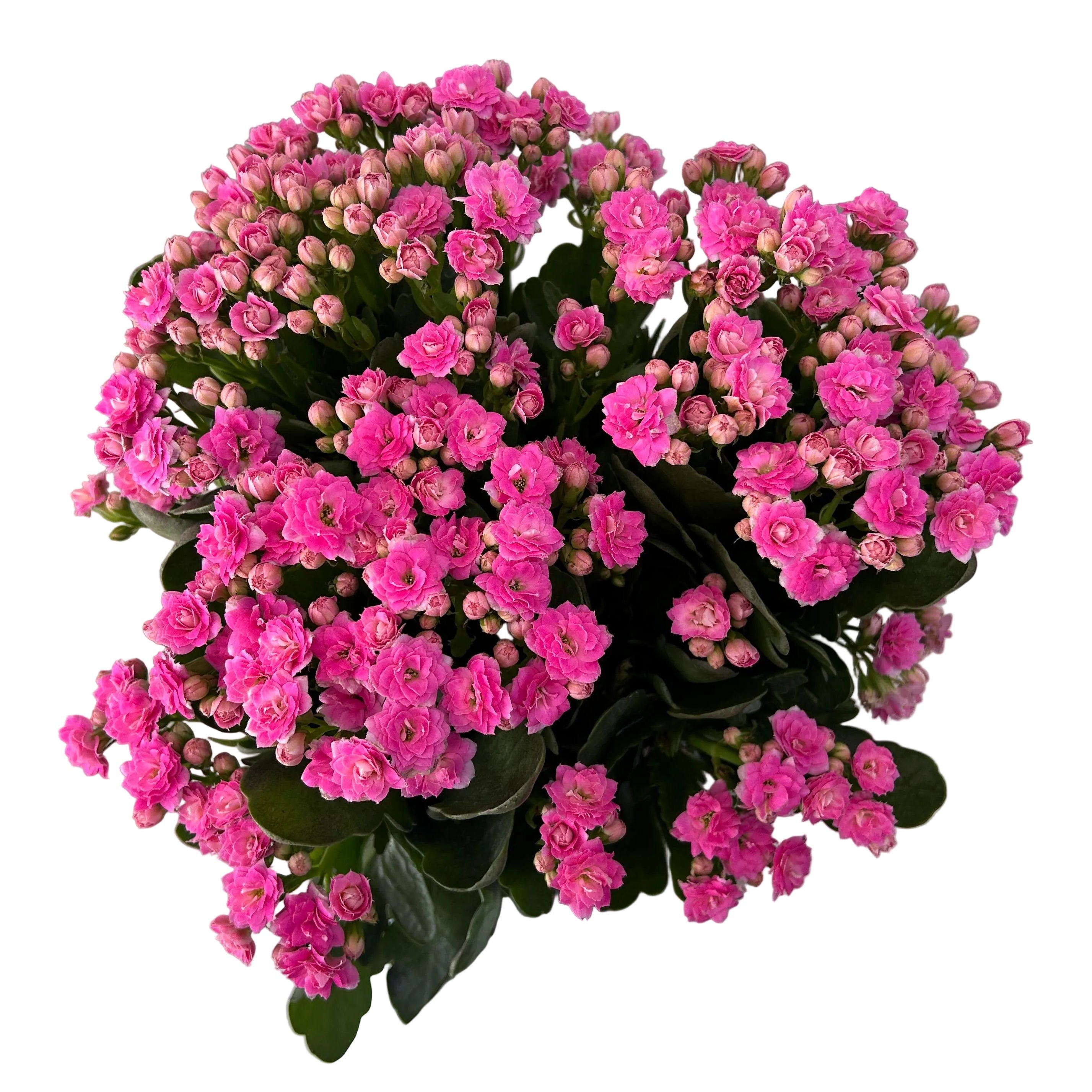 kalanchoe in pot