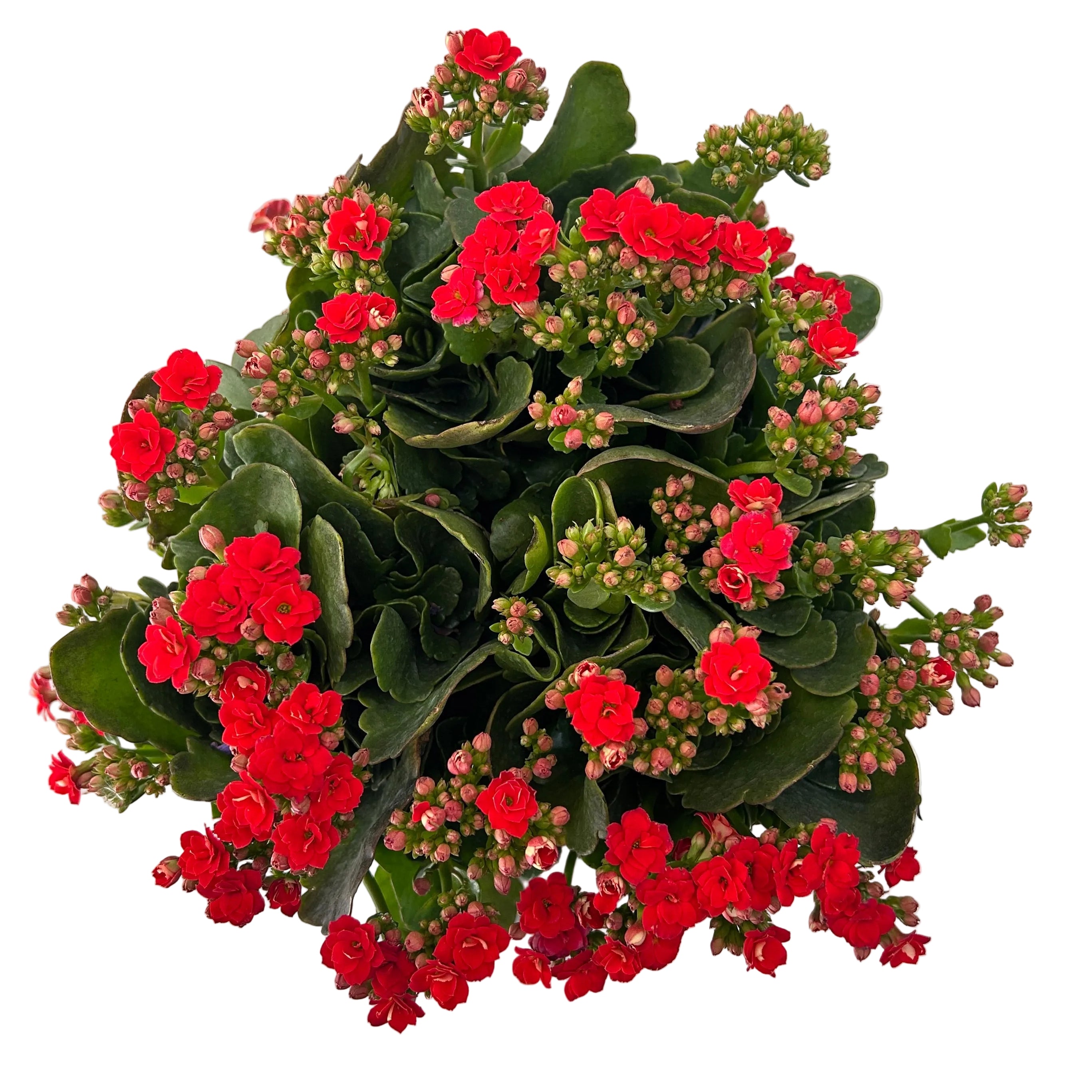 Kalanchoe 长寿花