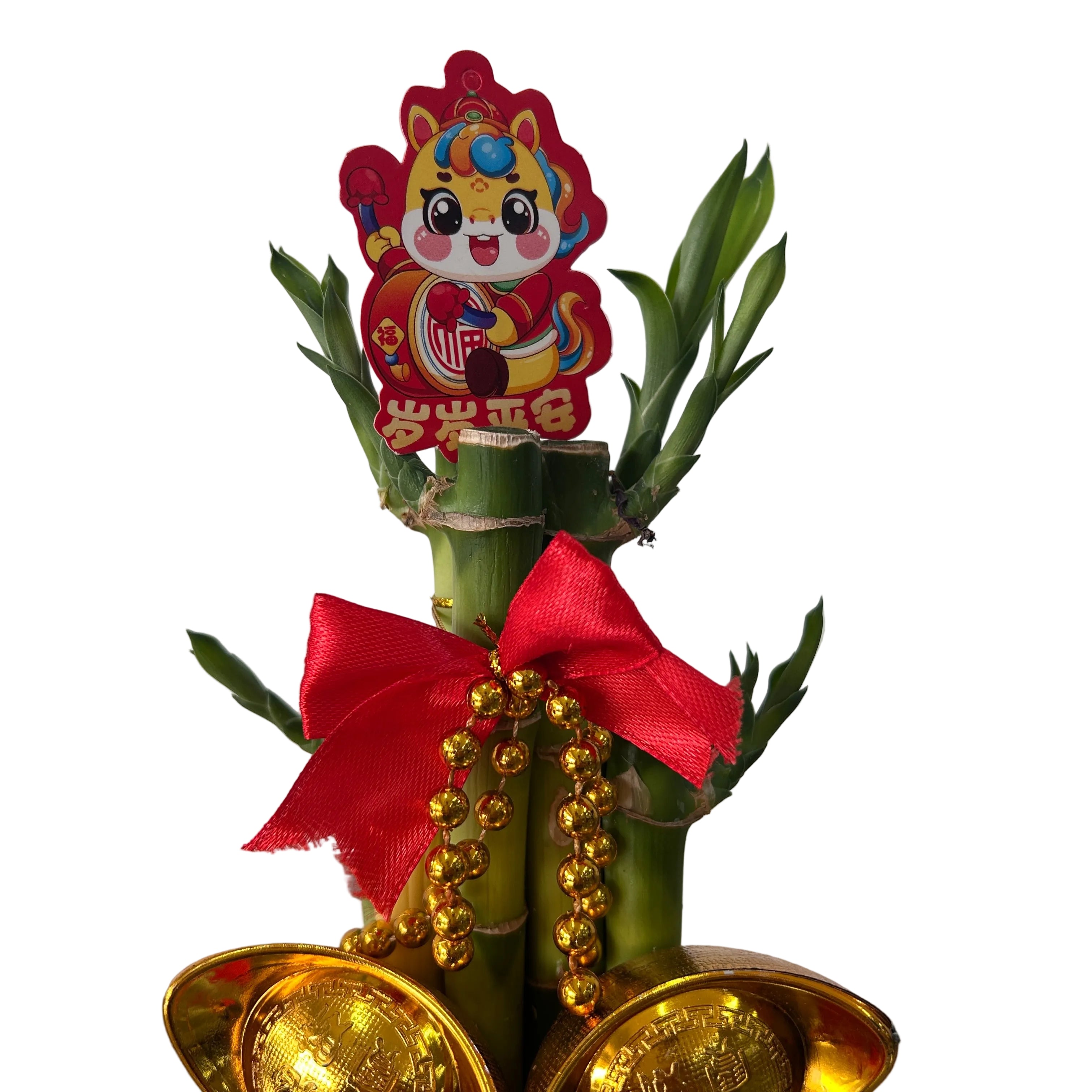 lucky bamboo in fortune pot bag