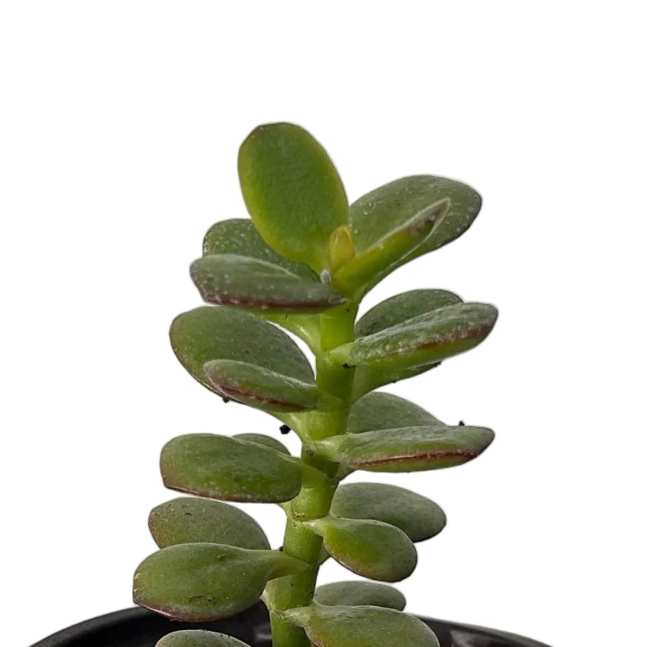 Crassula Ovata / Jade Plant 玉树 - Century Flower