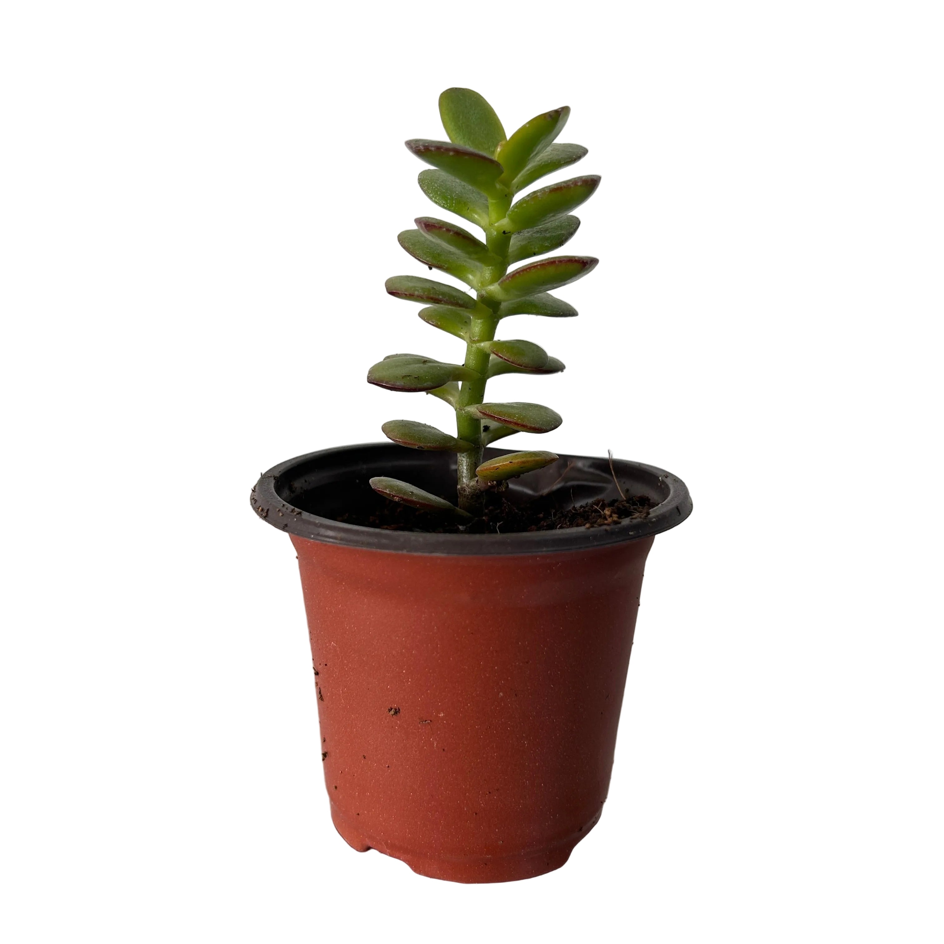 Crassula Ovata / Jade Plant 玉树 - Century Flower