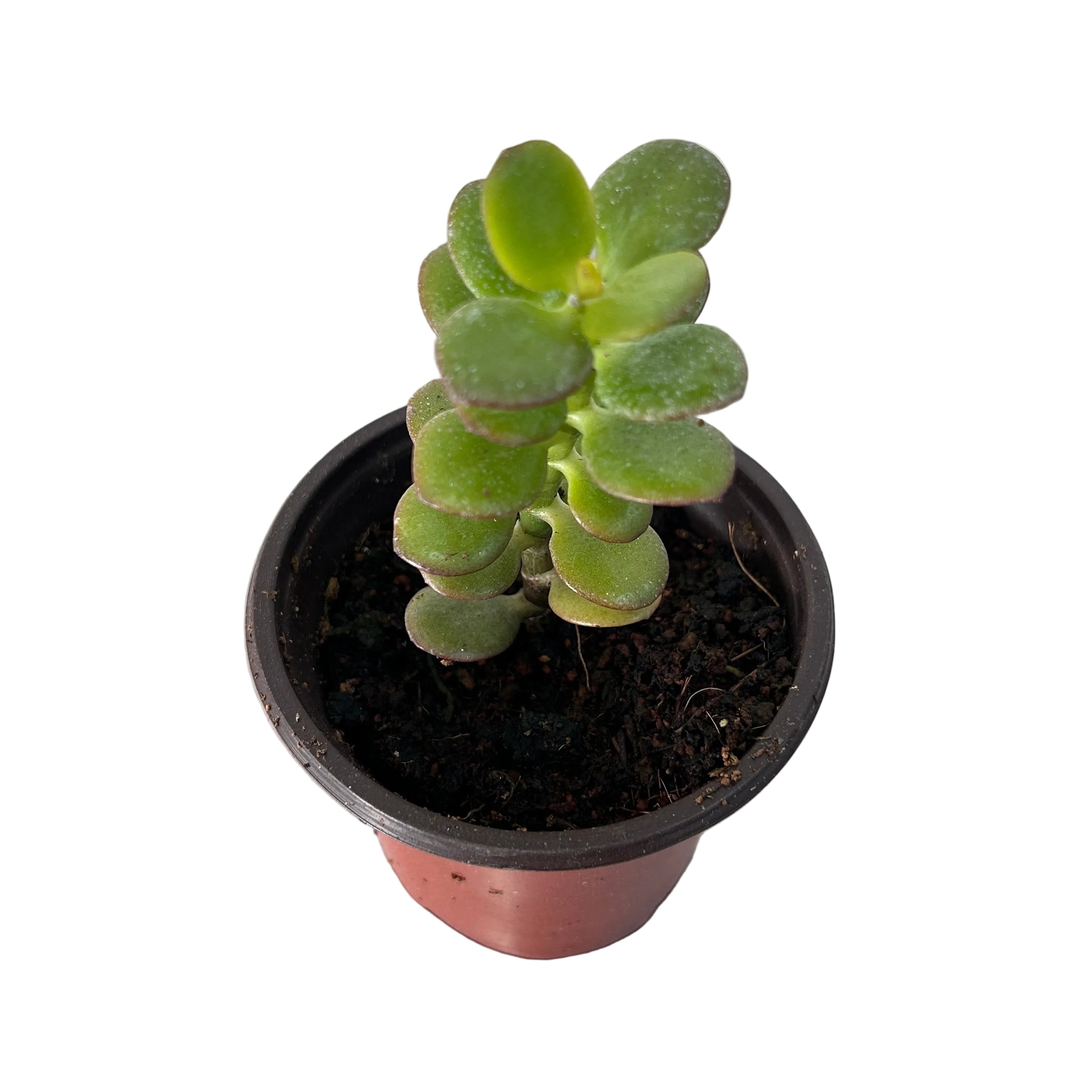 crassula ovata