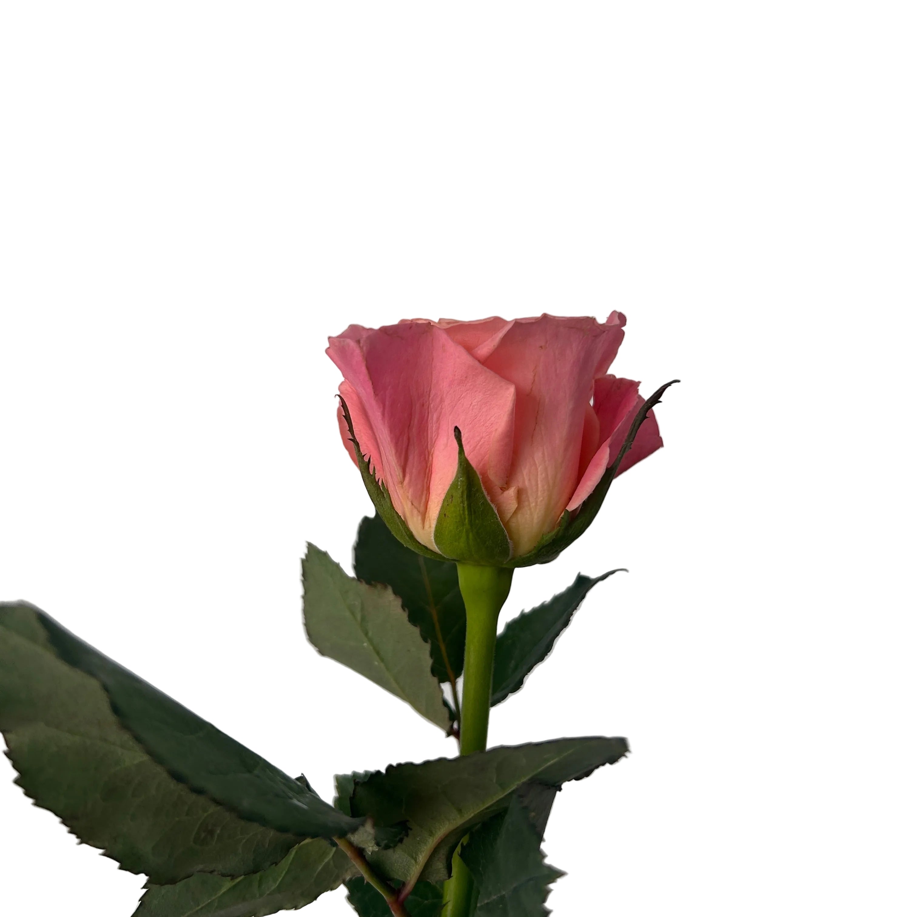Pink rose with green leaves on a light gray background
