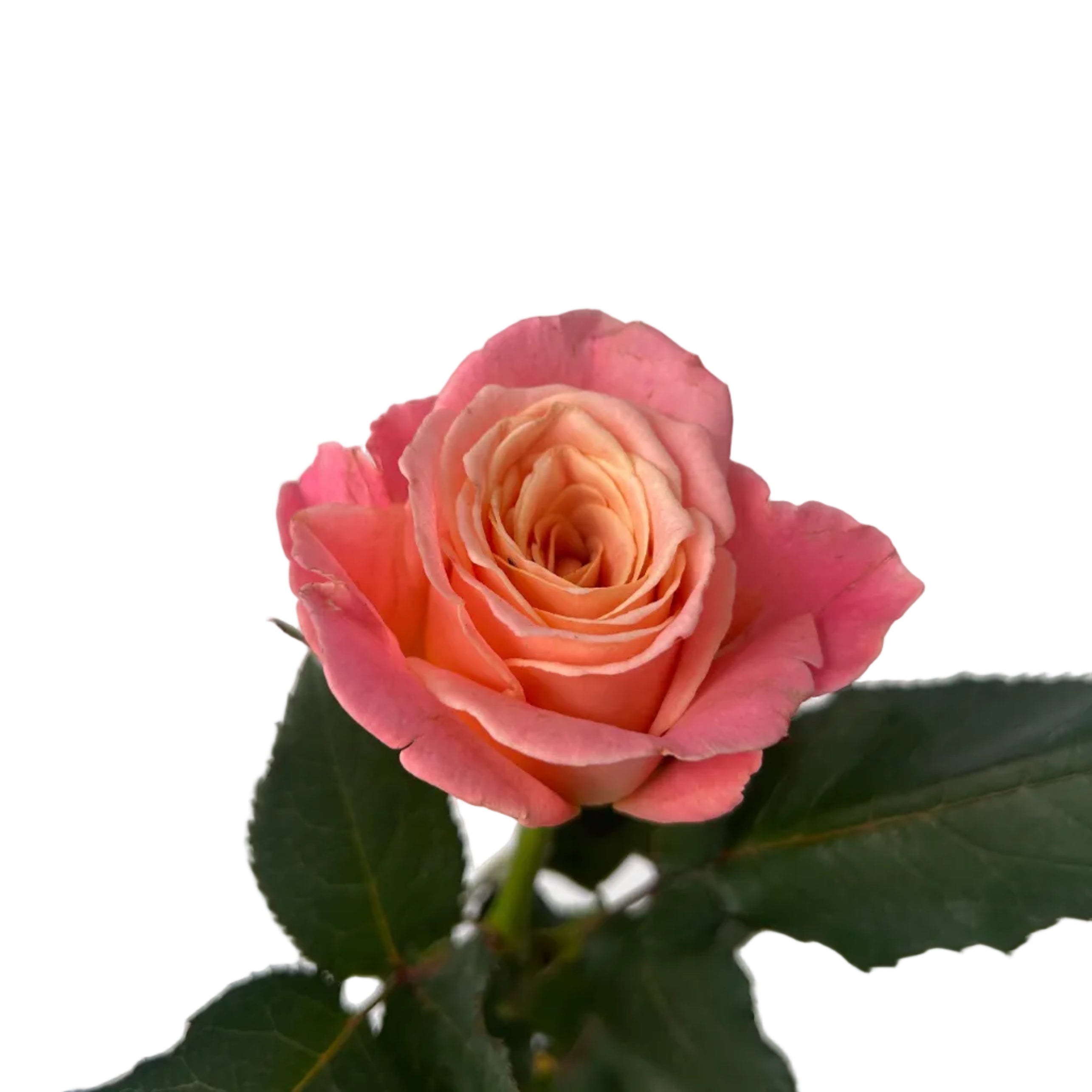 Single pink rose with green leaves on a light gray background