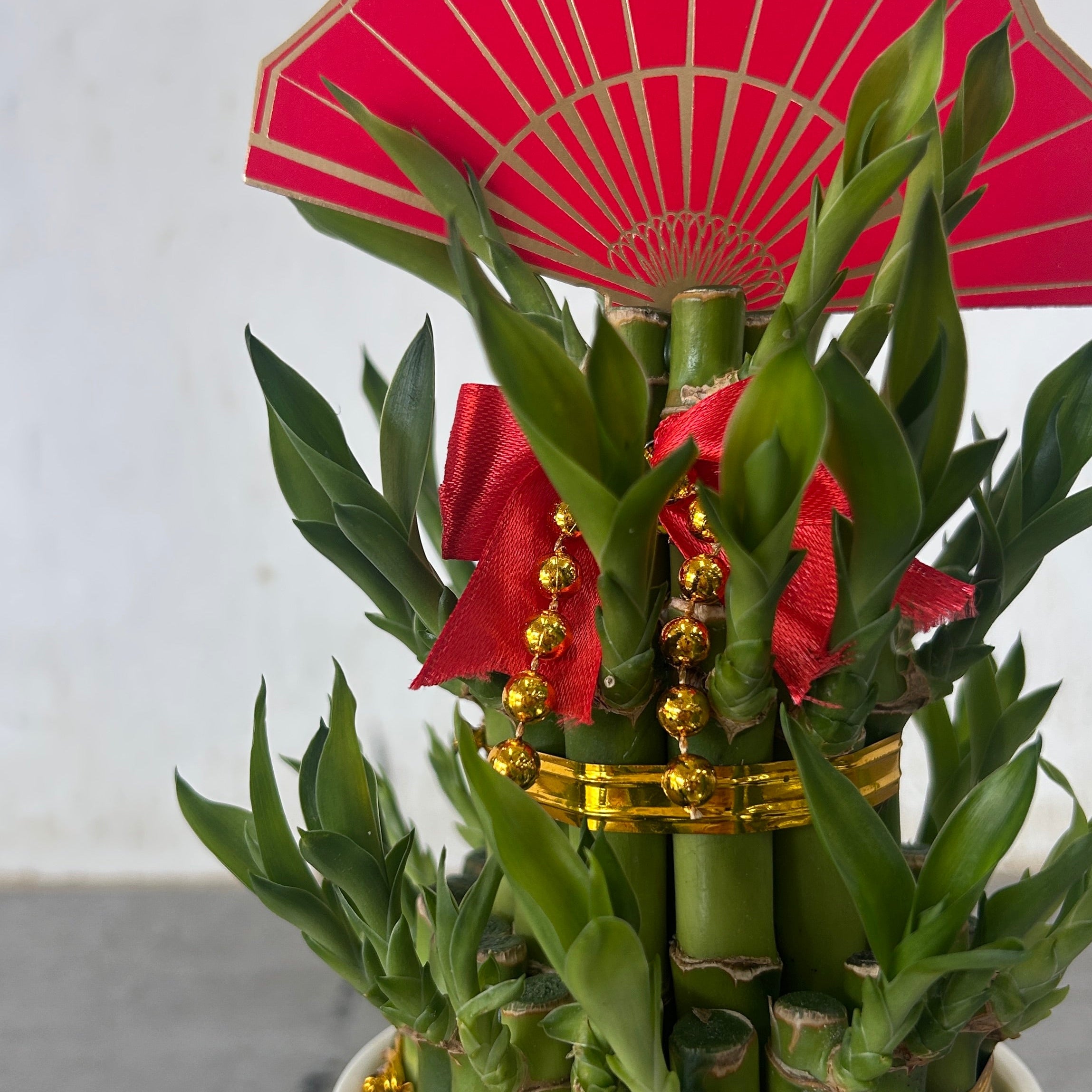 Potted bamboo plant with red and gold decorations against a white wall
