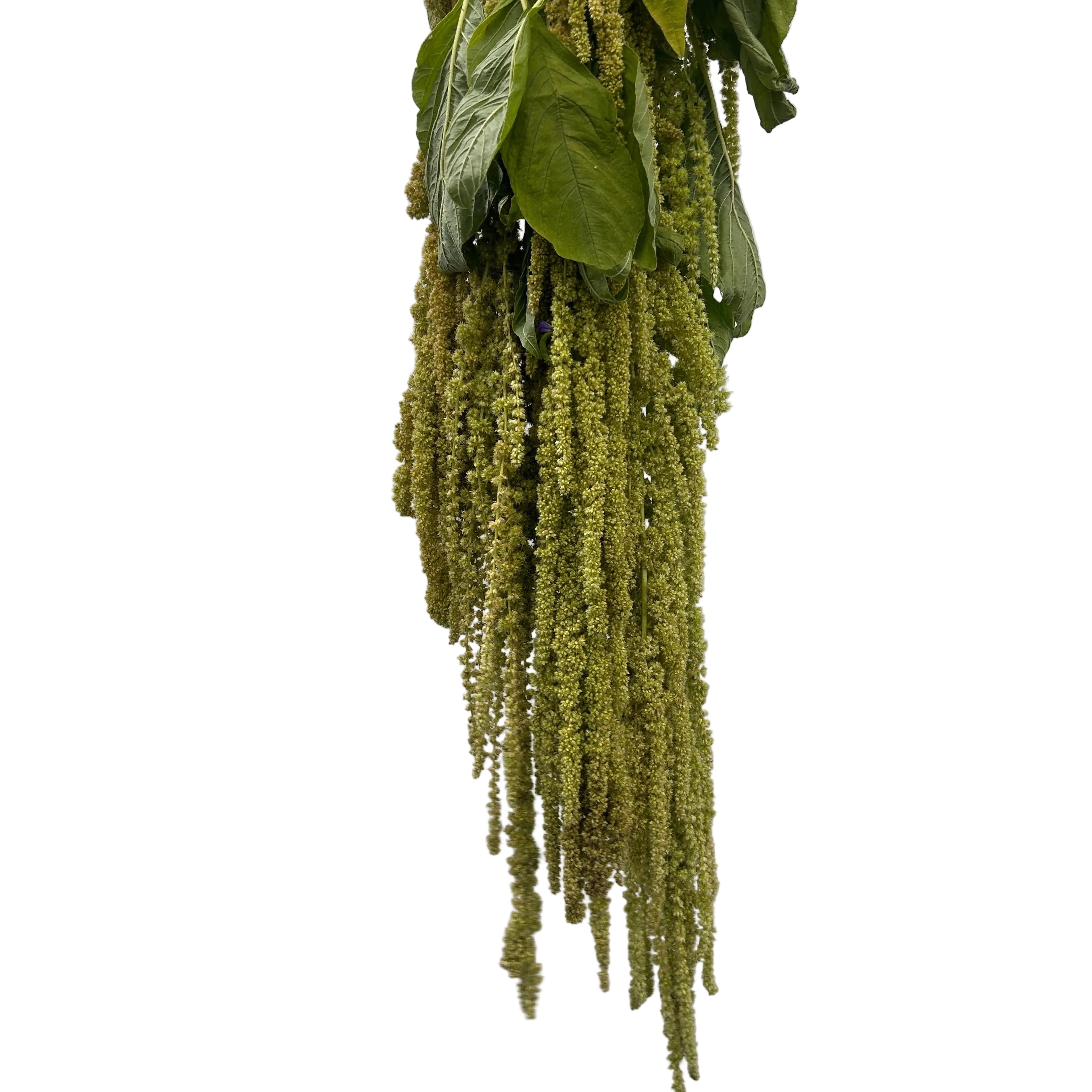 Hanging green amaranthus plant against a white wall