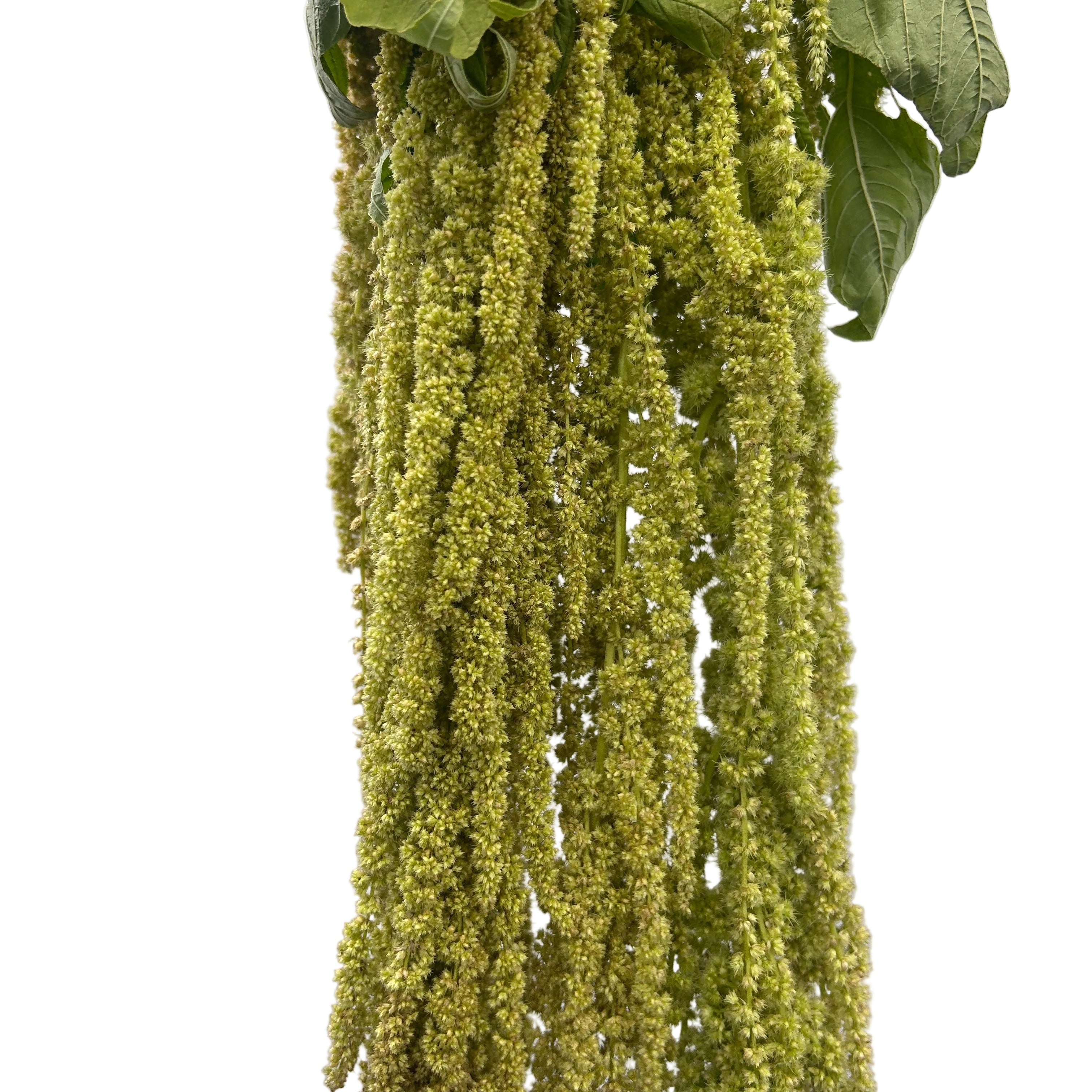 Hanging green plant with long, cascading leaves against a plain background