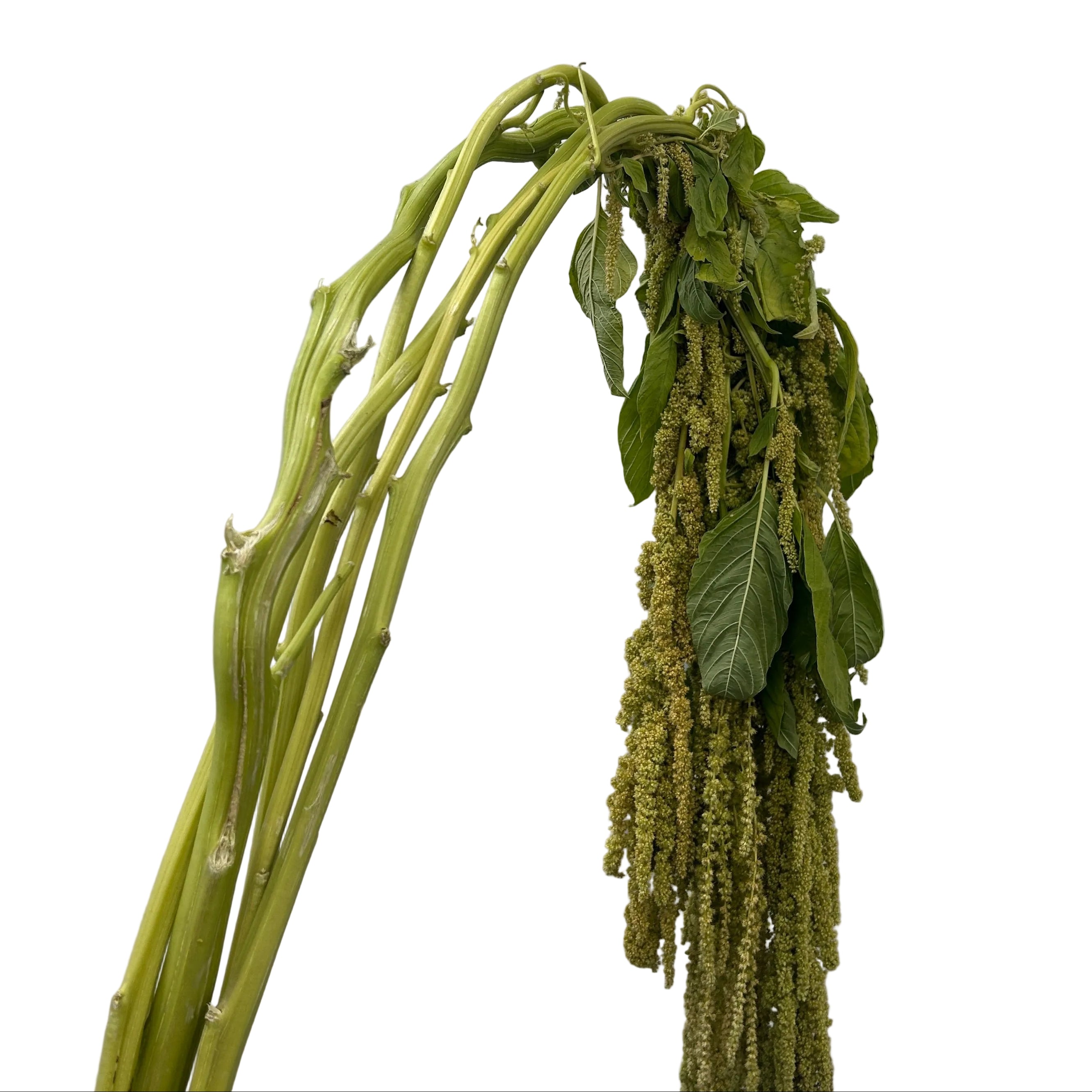 Green plant with long stems and hanging leaves against a white paneled wall.